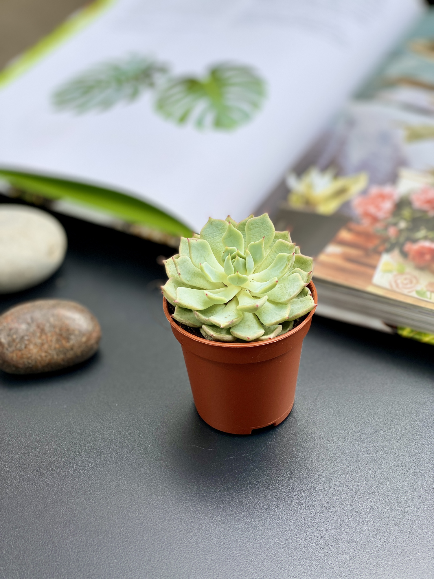 Эхеверия Деренберга Грин (Echeveria Derenbergii Green) D5см