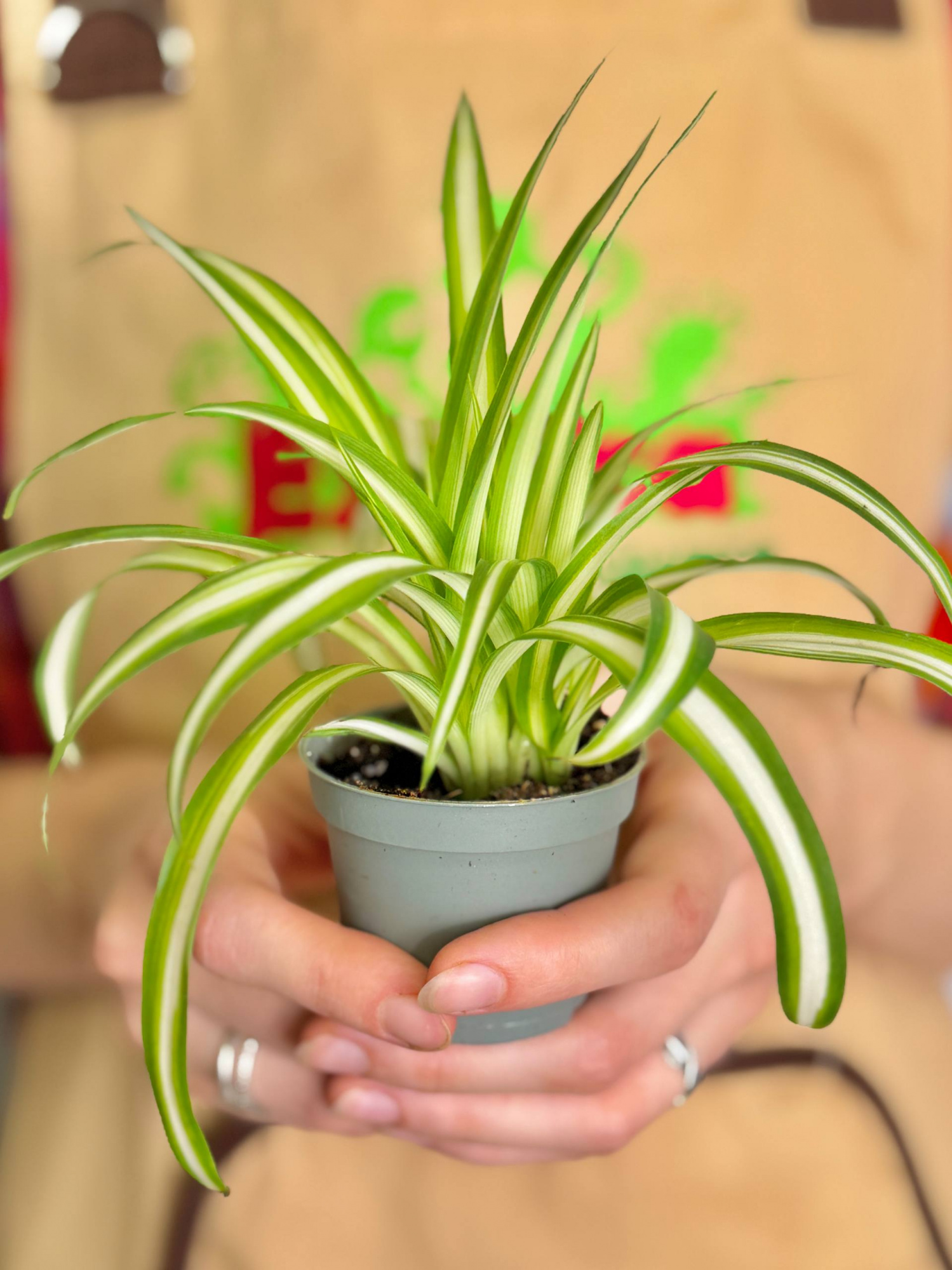 Хлорофитум Вариегата (Chlorophytum Variegatum) D6см