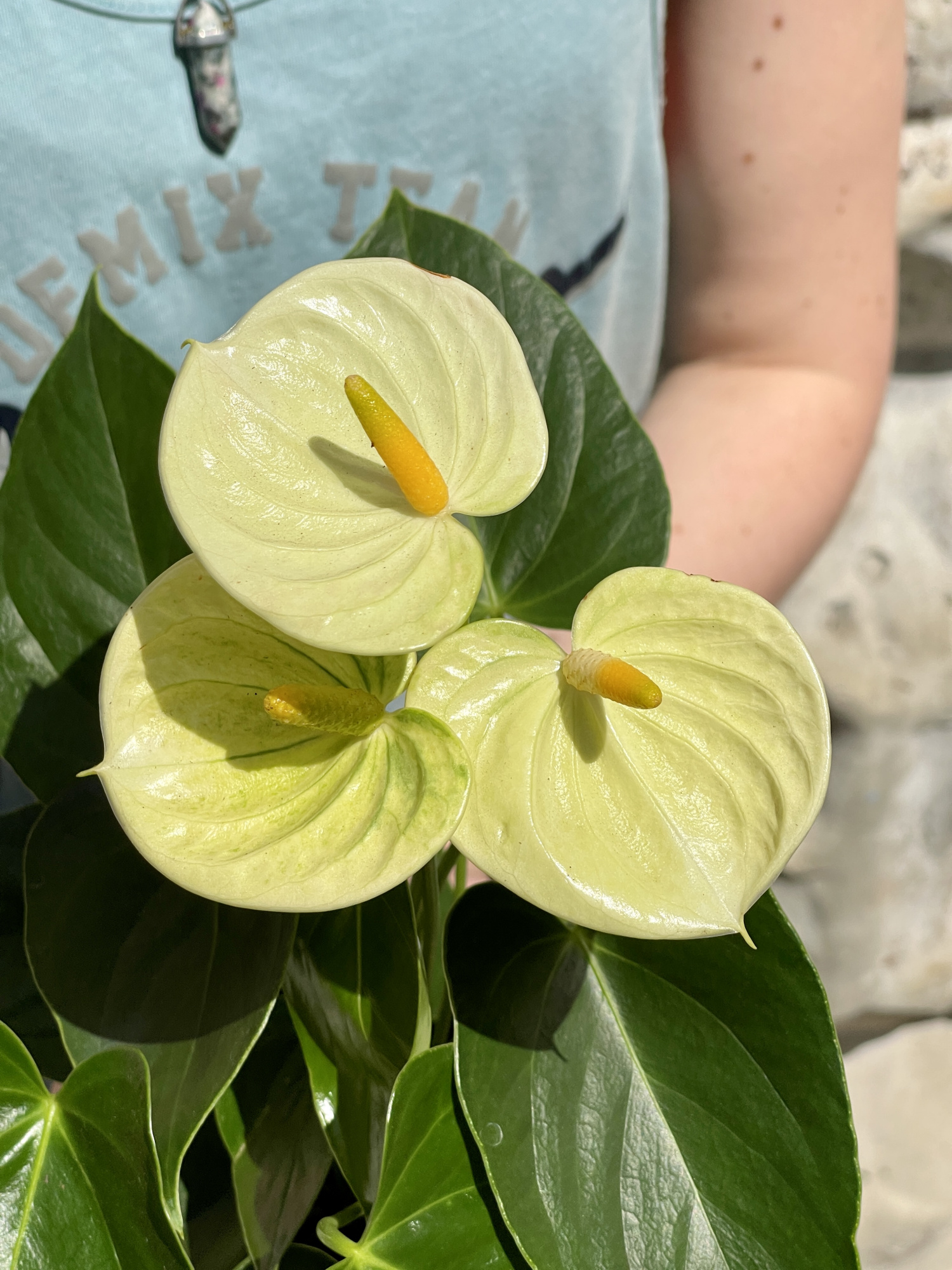 Антуриум Андре Ванилла (Anthurium Аndraeanum Vanilla) D9см