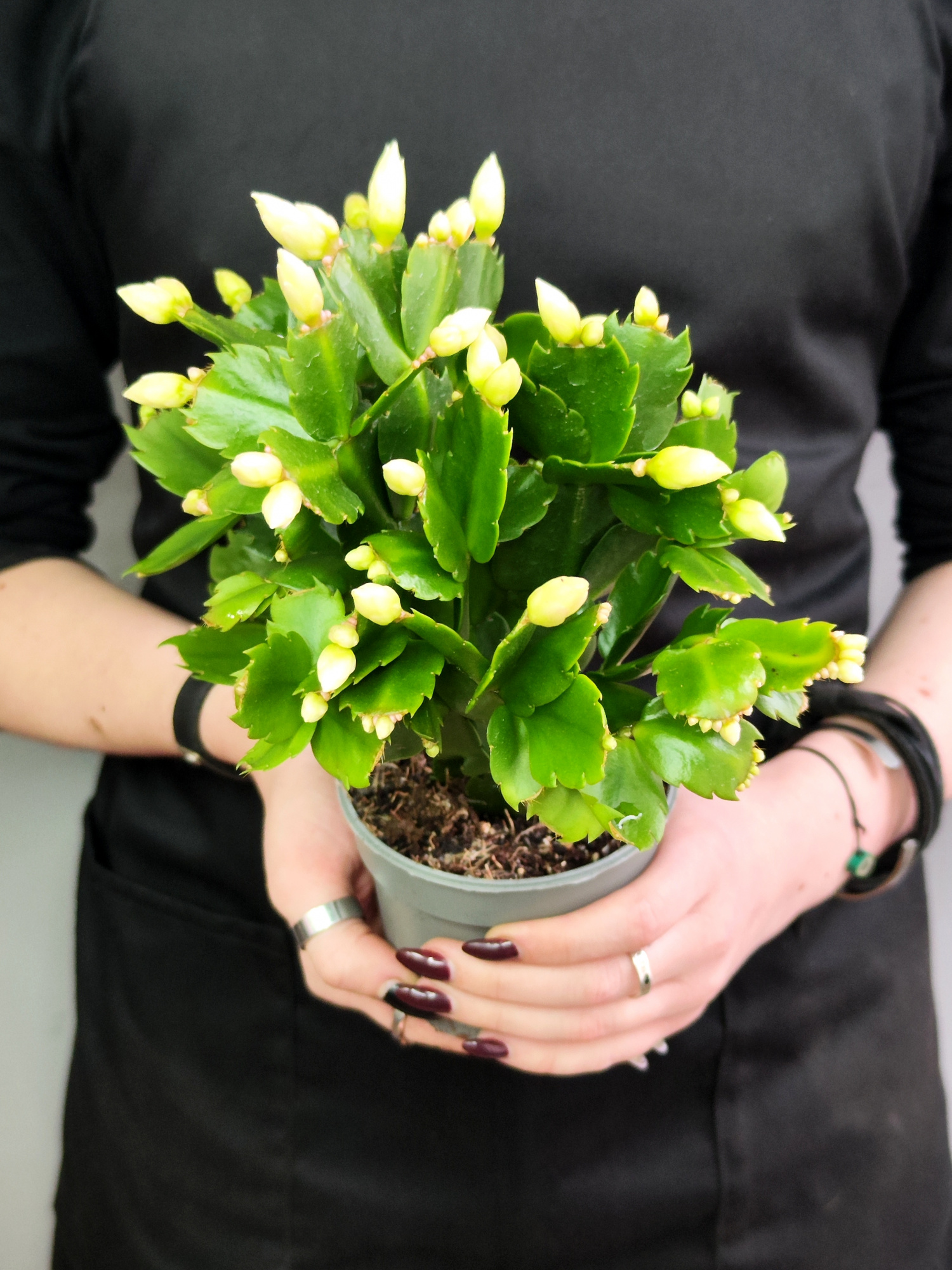 Декабрист Белый, или Шлюмбергера (Schlumbergera Tendenza White) D9см