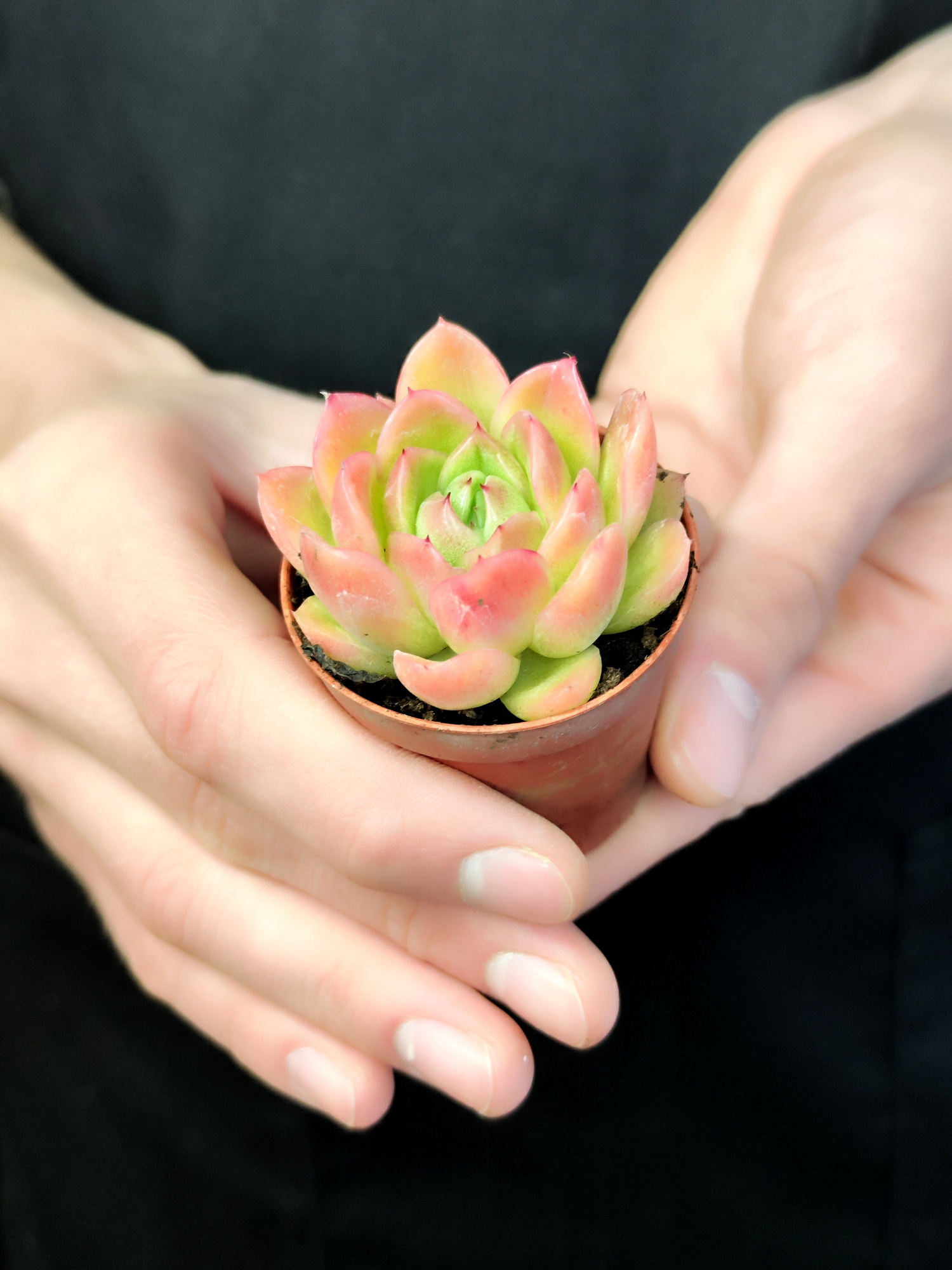 Эхеверия Гилва Ред (Echeveria Gilva Red) D5см