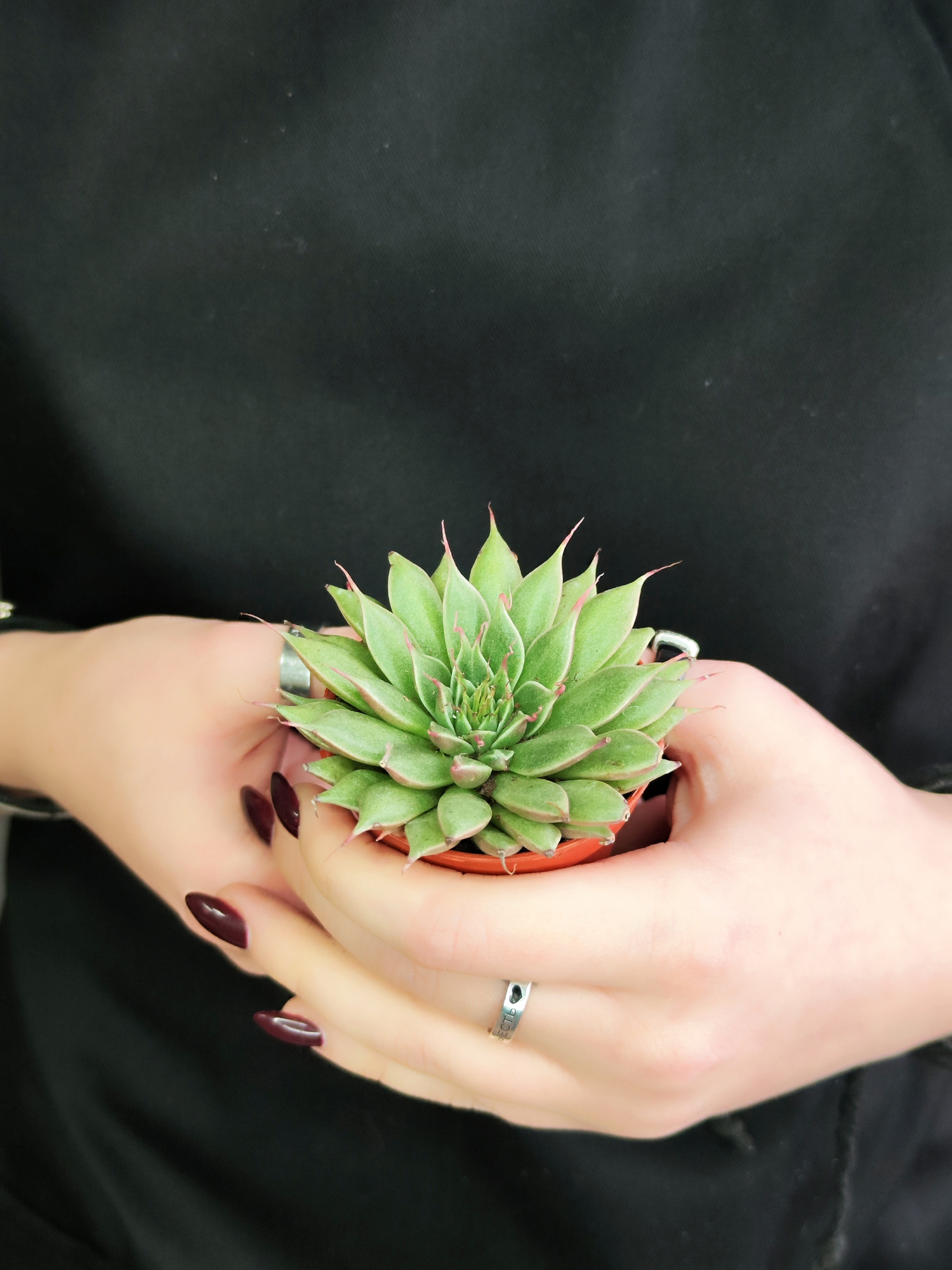 Граптопеталум Филиферум (Graptopetalum Feliferum) D5см