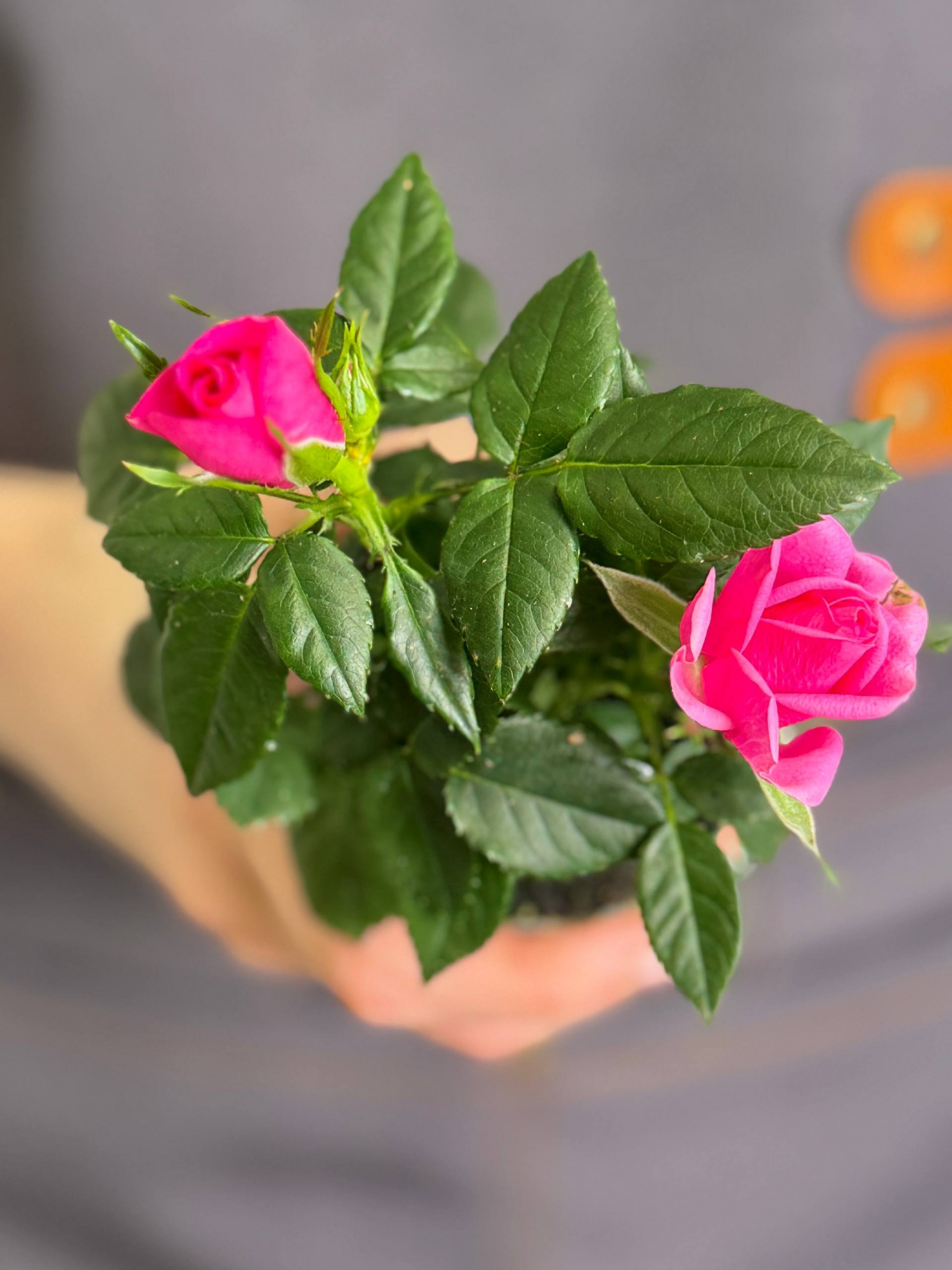 Роза Даника комнатная розовая (Rosa Danica Pink) D6см