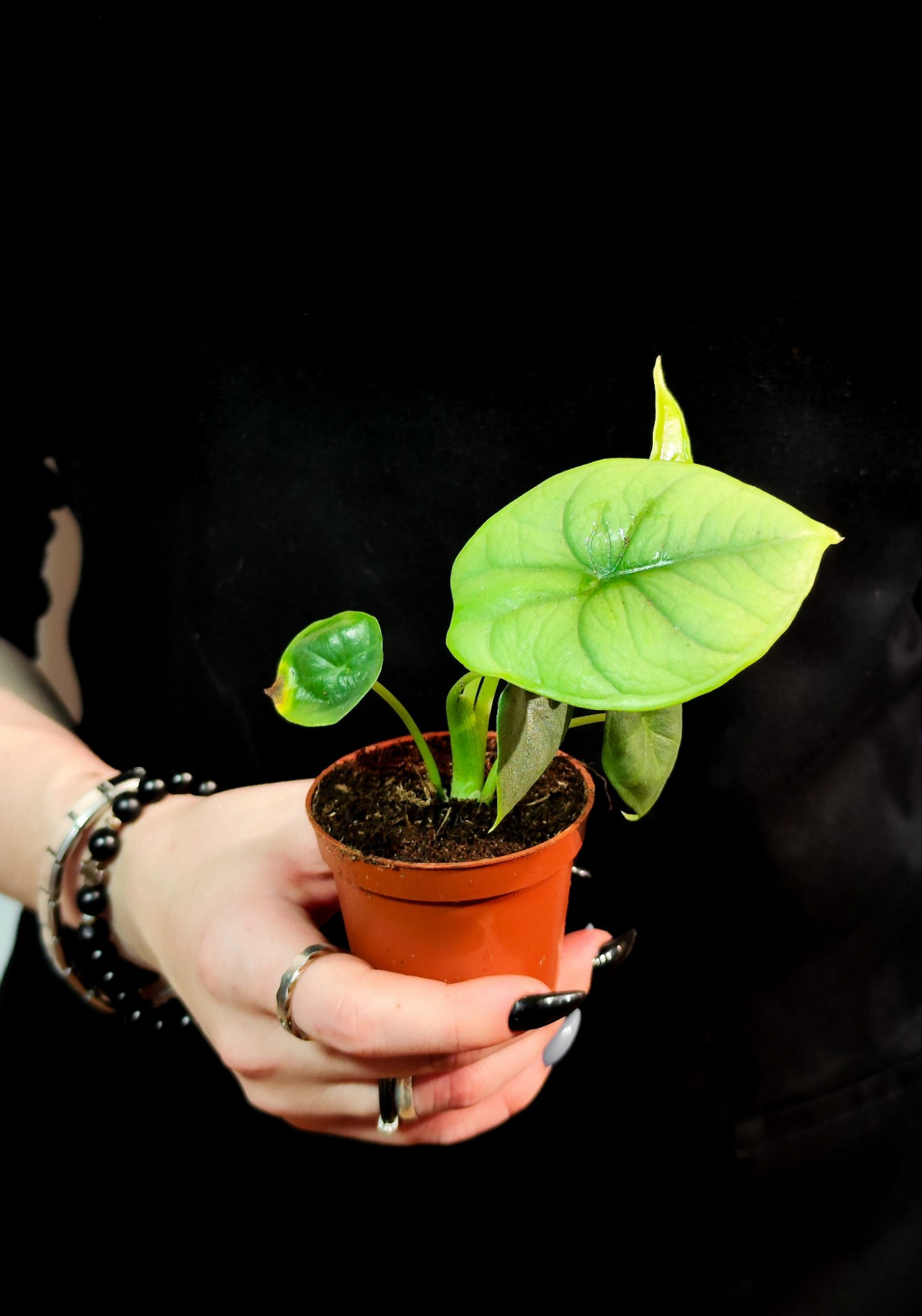 Алоказия Бисма Сильвер (Alocasia Bisma Silver) D6см