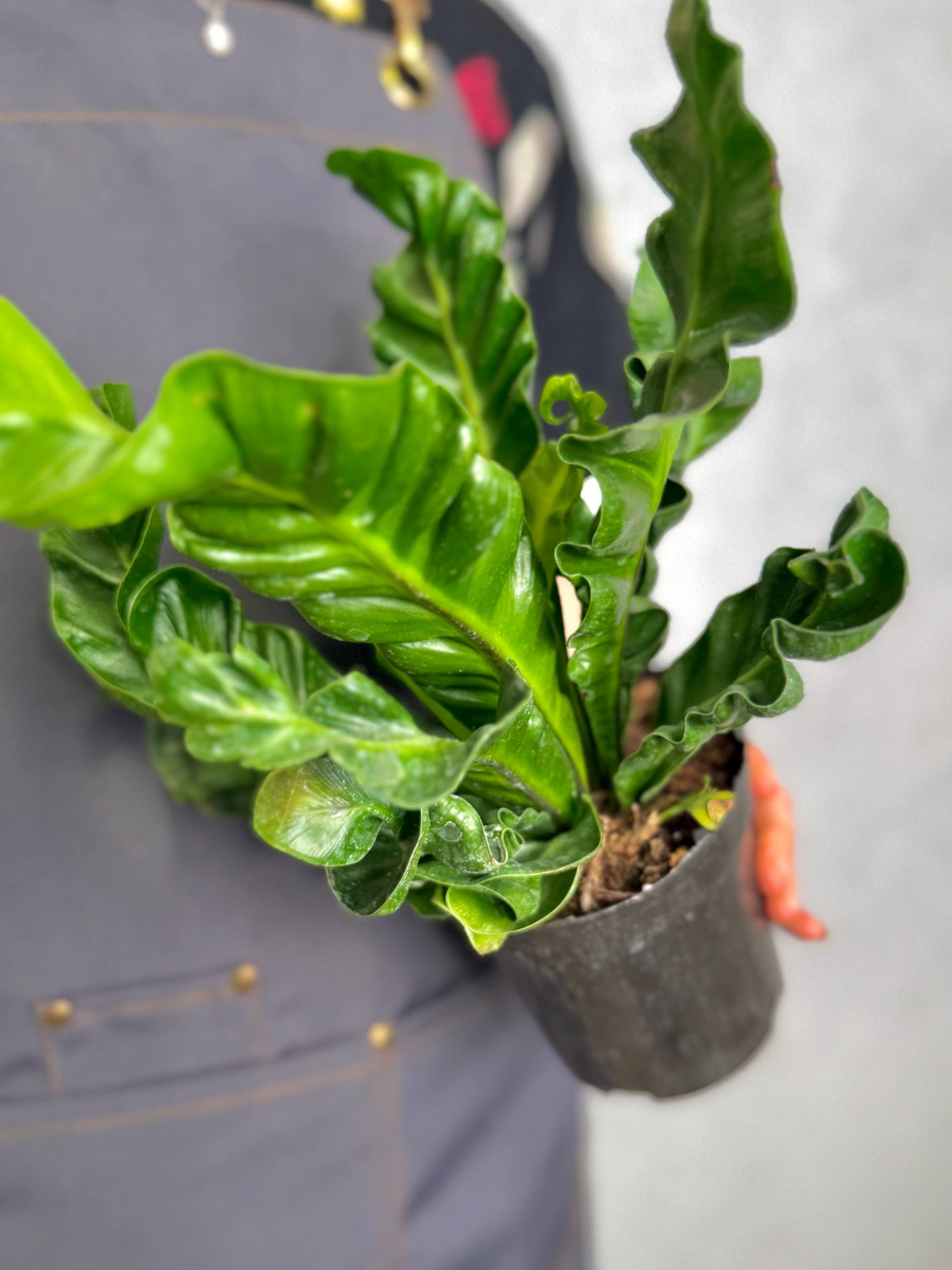 Асплениум Кобра (Asplenium Nidus Cobra) D12см