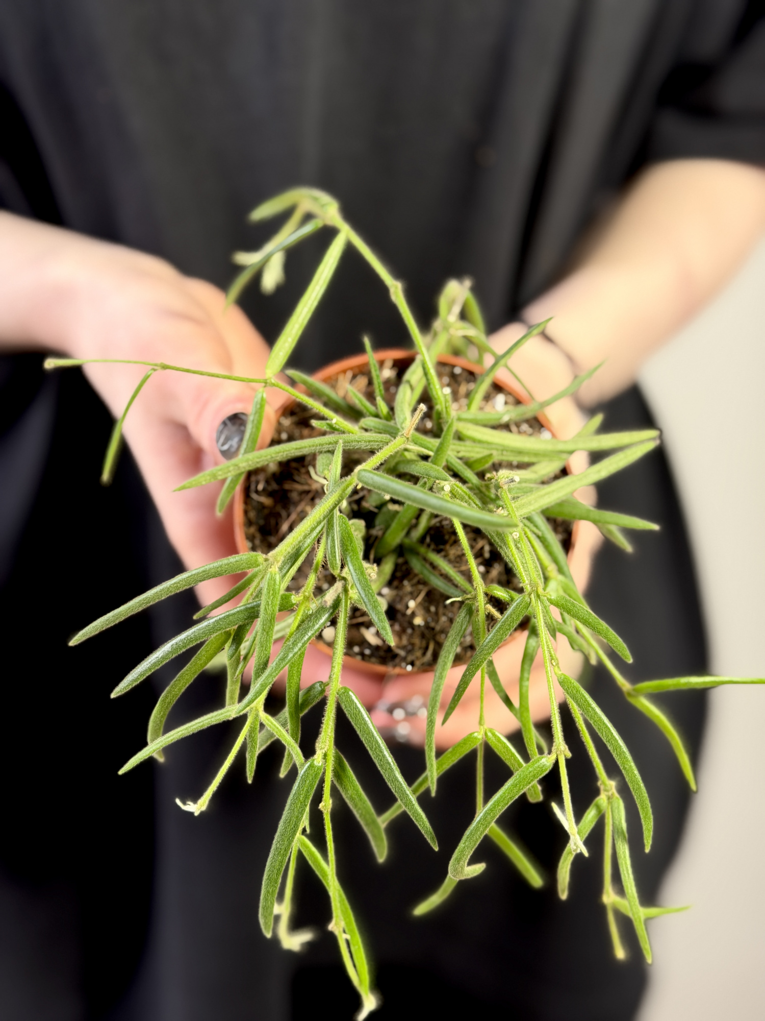 Хойя Линеарис (Hoya Linearis) D8см