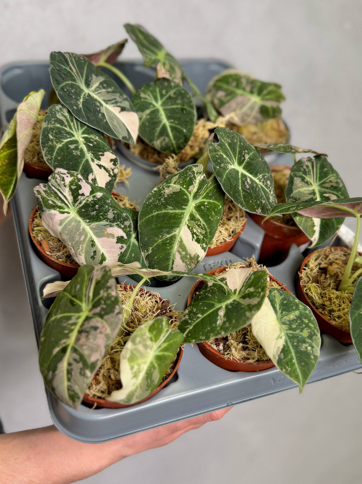 Алоказия Блэк Вельвет Пинк Вариегатная (Alocasia Black Velvet Pink Albo Variegated) D9см