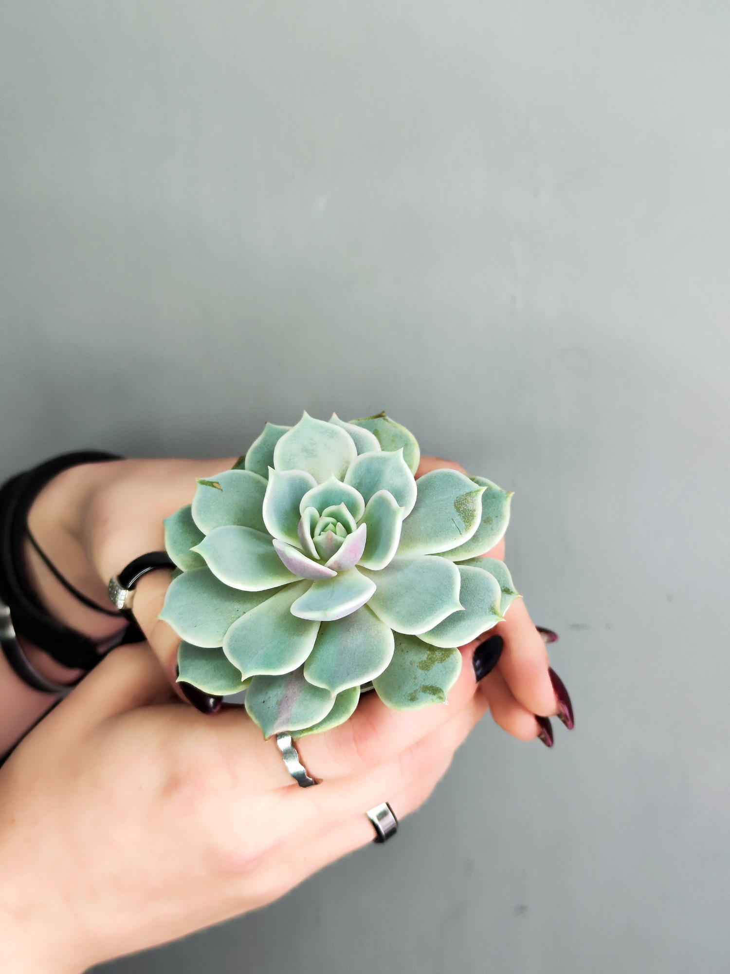 Эхеверия Лола (Echeveria Lola) D5см