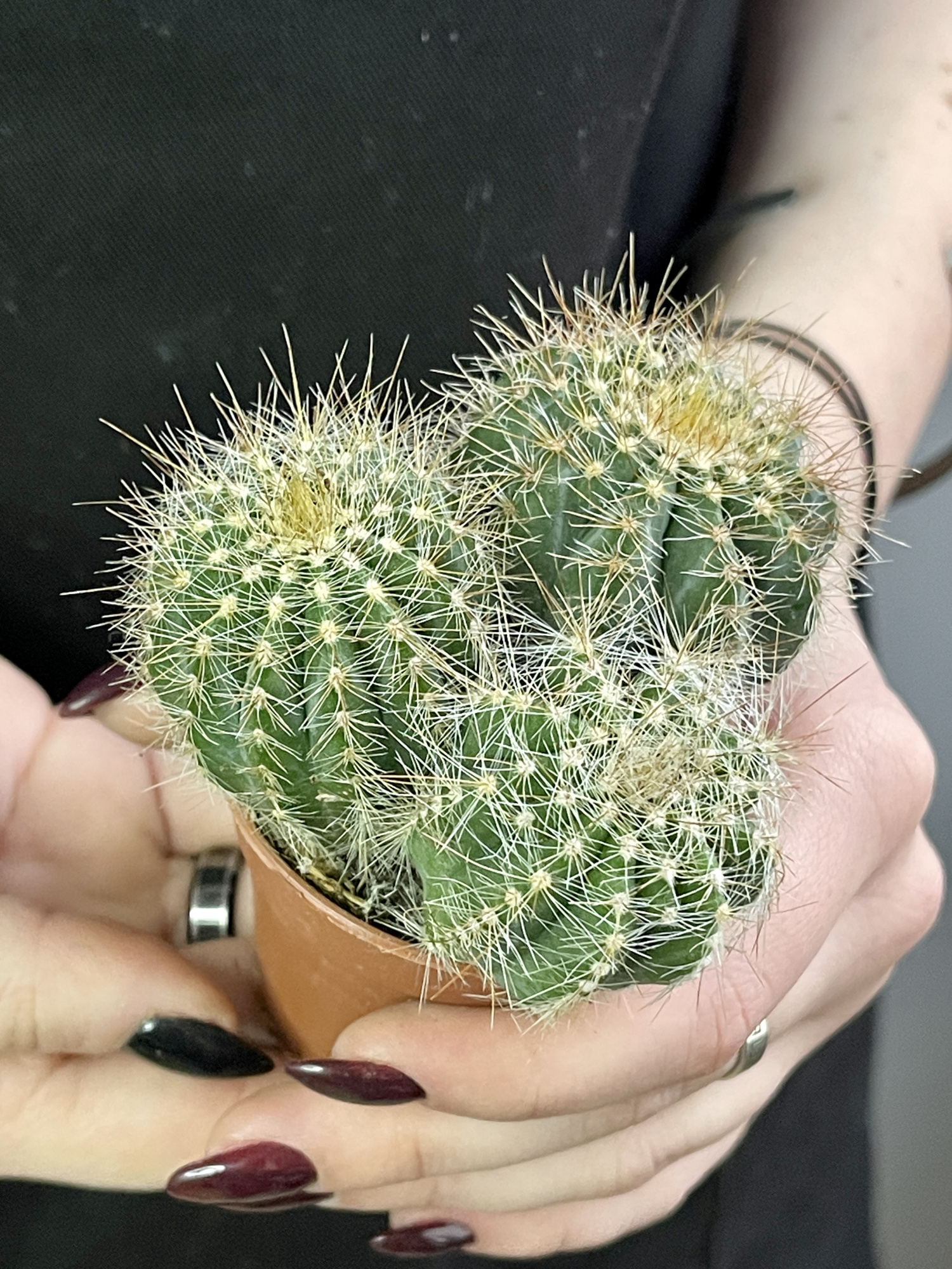 Нотокактус Магнификус Груп (Notocactus Mafnificus group) D5см