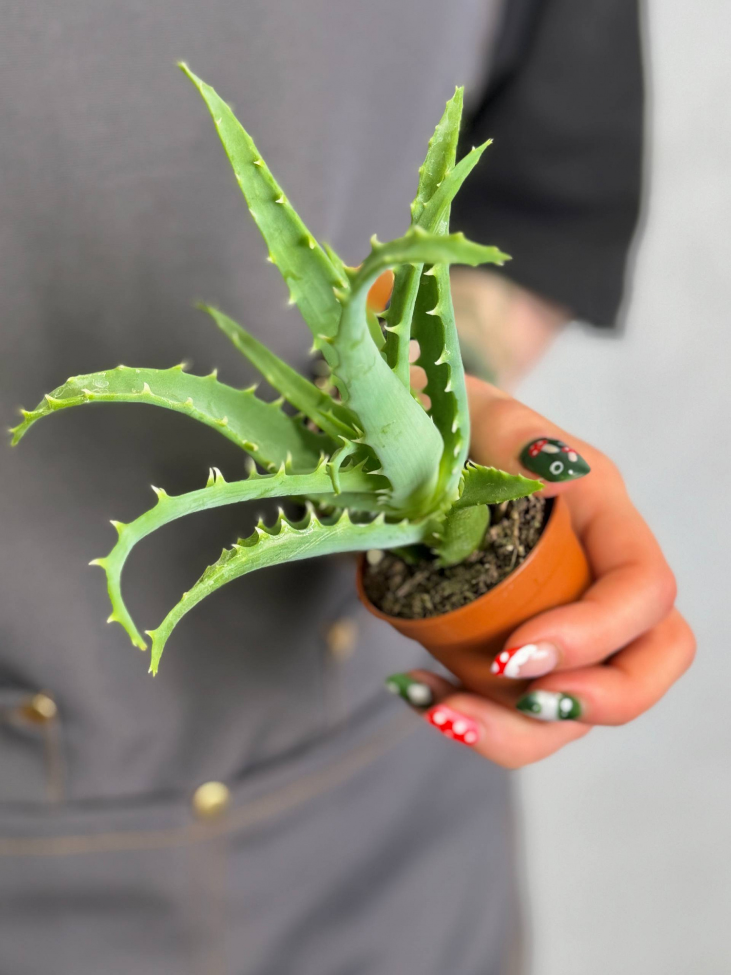 Алоэ Арборесценс, или Древовидное (Aloe Arborescens) D5см