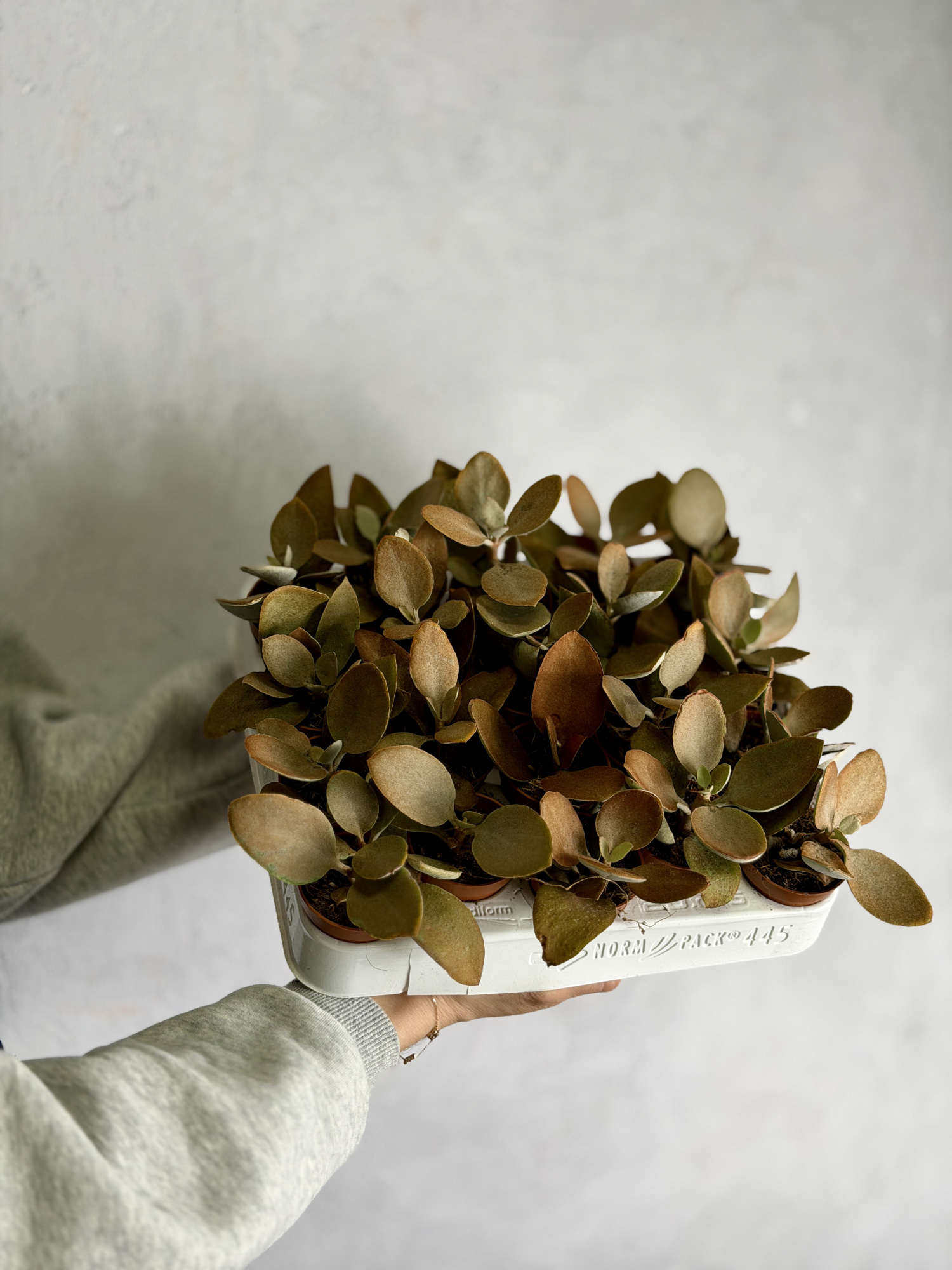 Каланхоэ Оргиалис (Kalanchoe Orgyalis) D5см