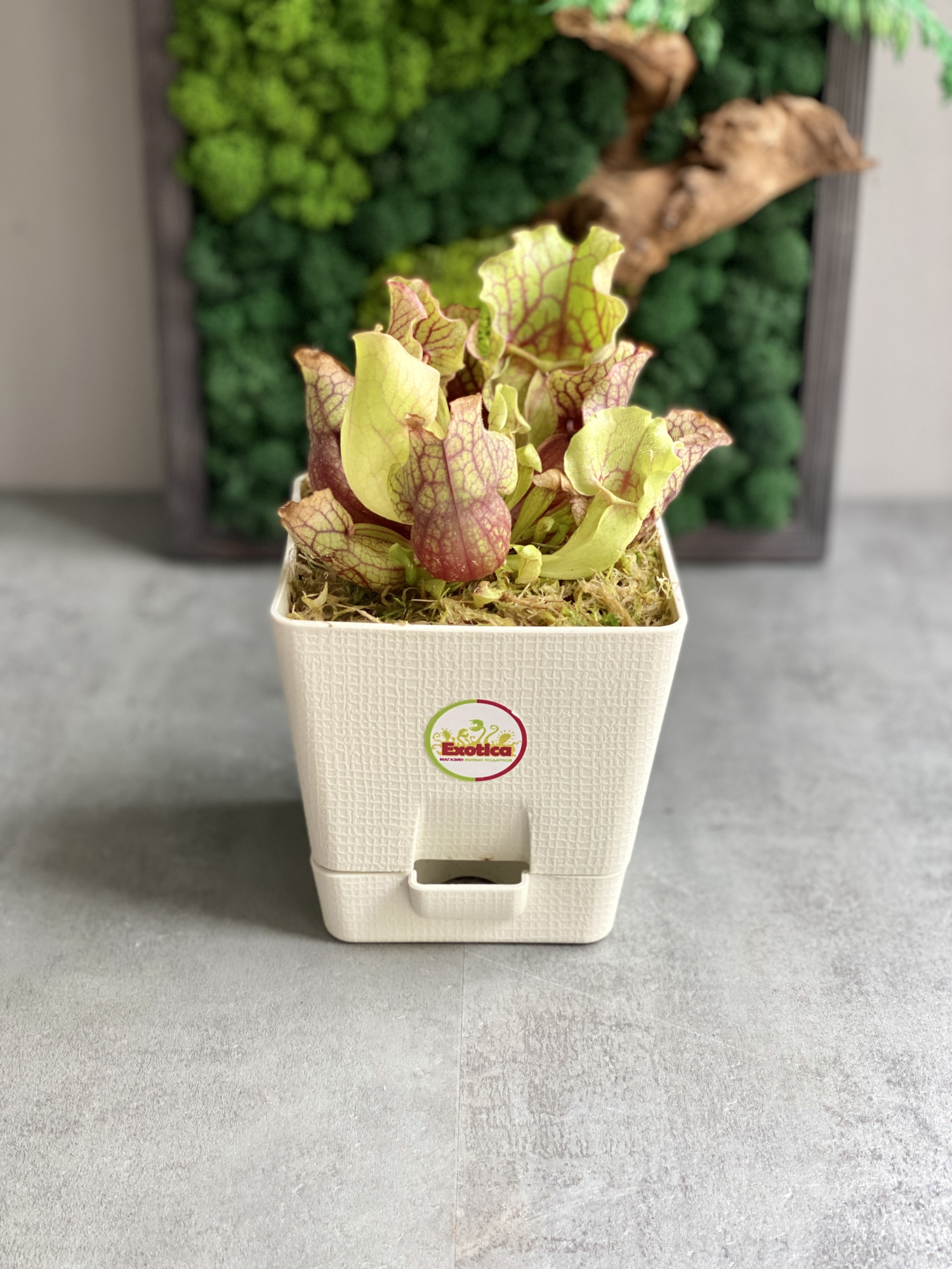 Саррацения Монтана (Sarracenia Montana) пересаженная D12см