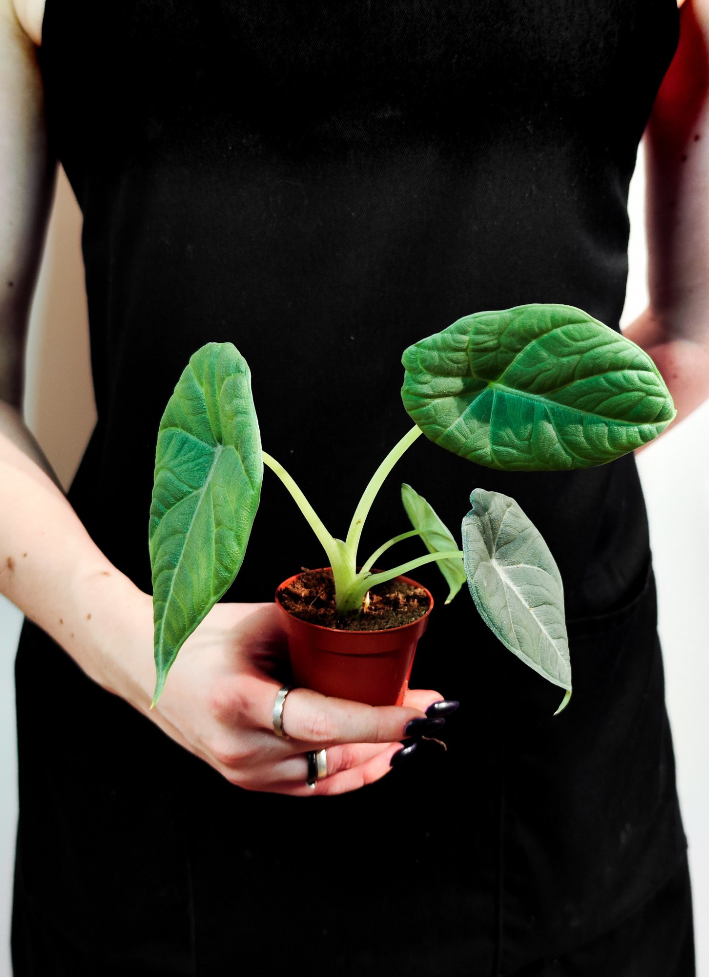 Алоказия Махарани (Alocasia Maharani) D8см