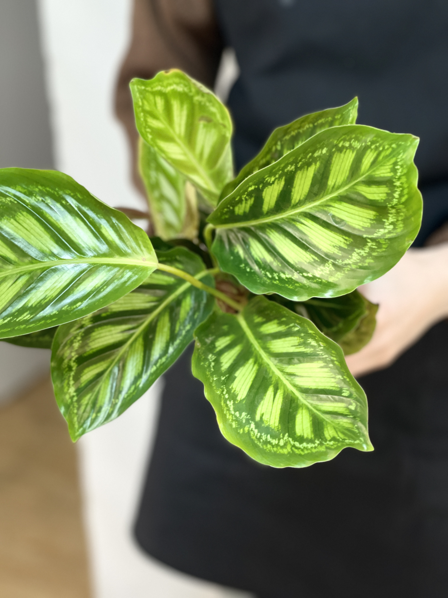Калатея Флеймстар (Calathea Flamestar) D12см