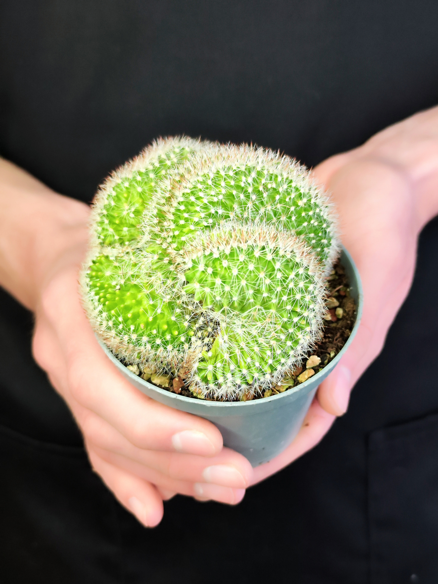 Маммилярия Эрнеста Крестата (Mammillaria Ernestii Crestata) D10см