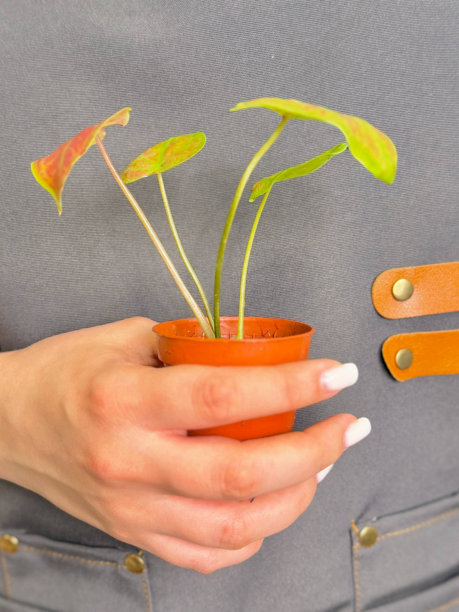 Каладиум Биколор Нью Вейв (Caladium Bicolor New Wave) D6см
