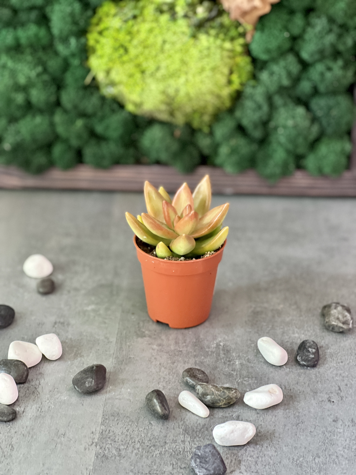 Седум Нуссбаумера (Sedum Nussbaumerianum) D5см