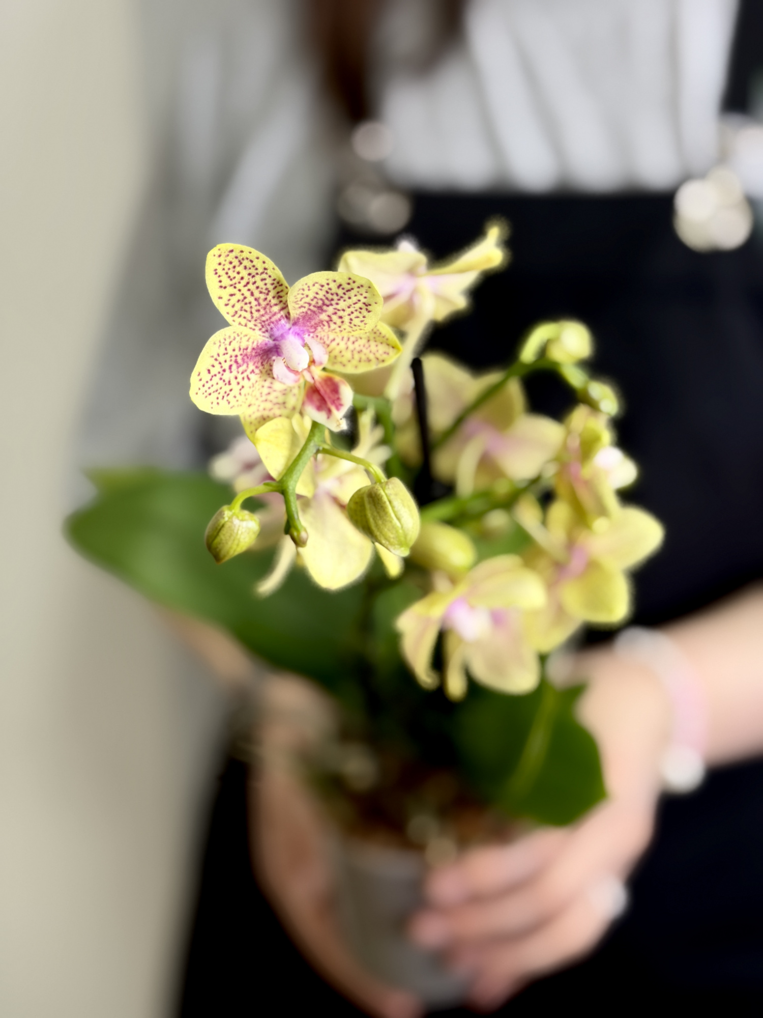 Фаленопсис Кусто Пелорик (Phalaenopsis Cousteau 'Peloric') D9см