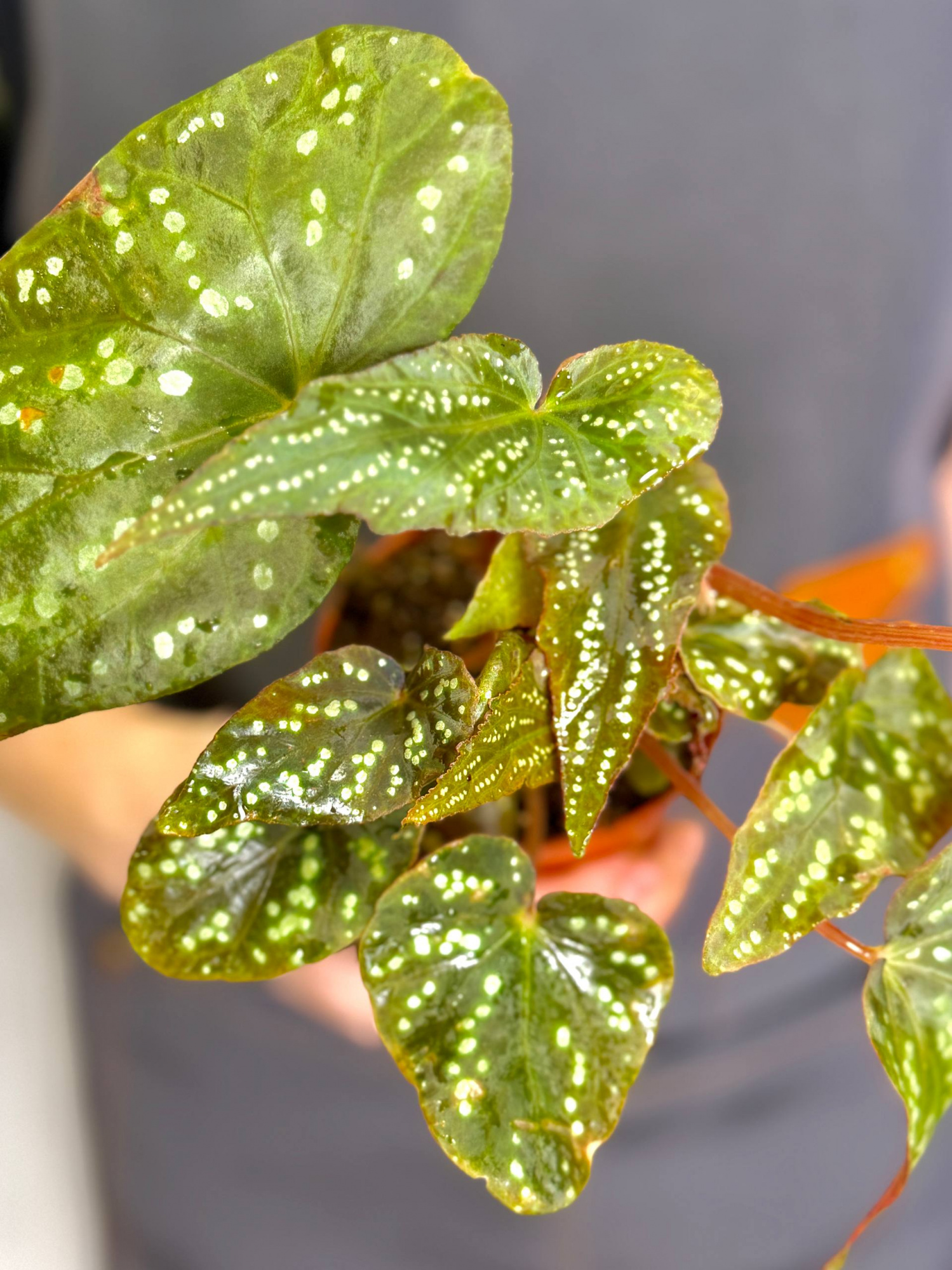 Бегония Пандора (Begonia Pandora) D8см