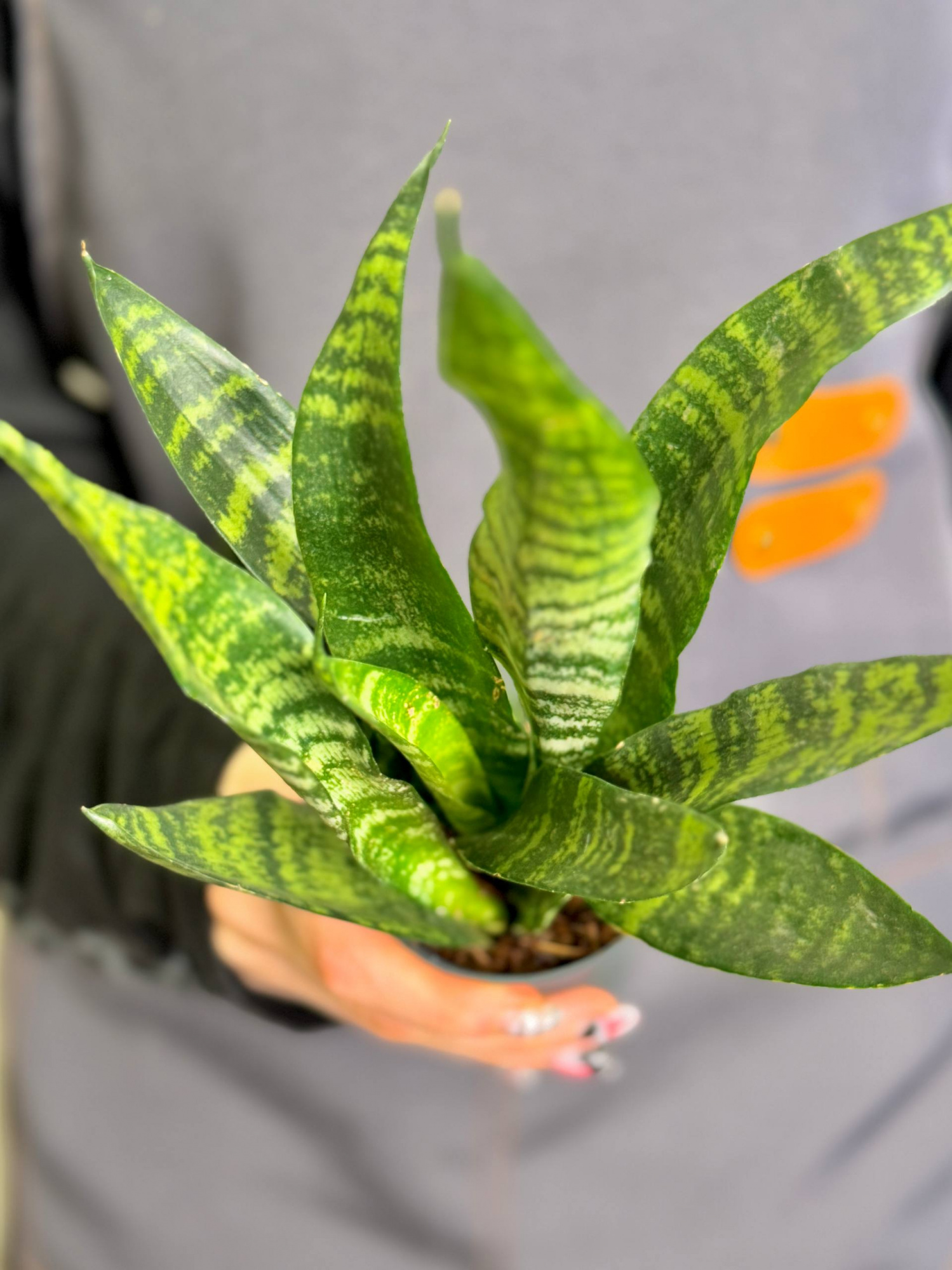 Сансевиерия Блэк Корал (Sansevieria Black Coral) D7см