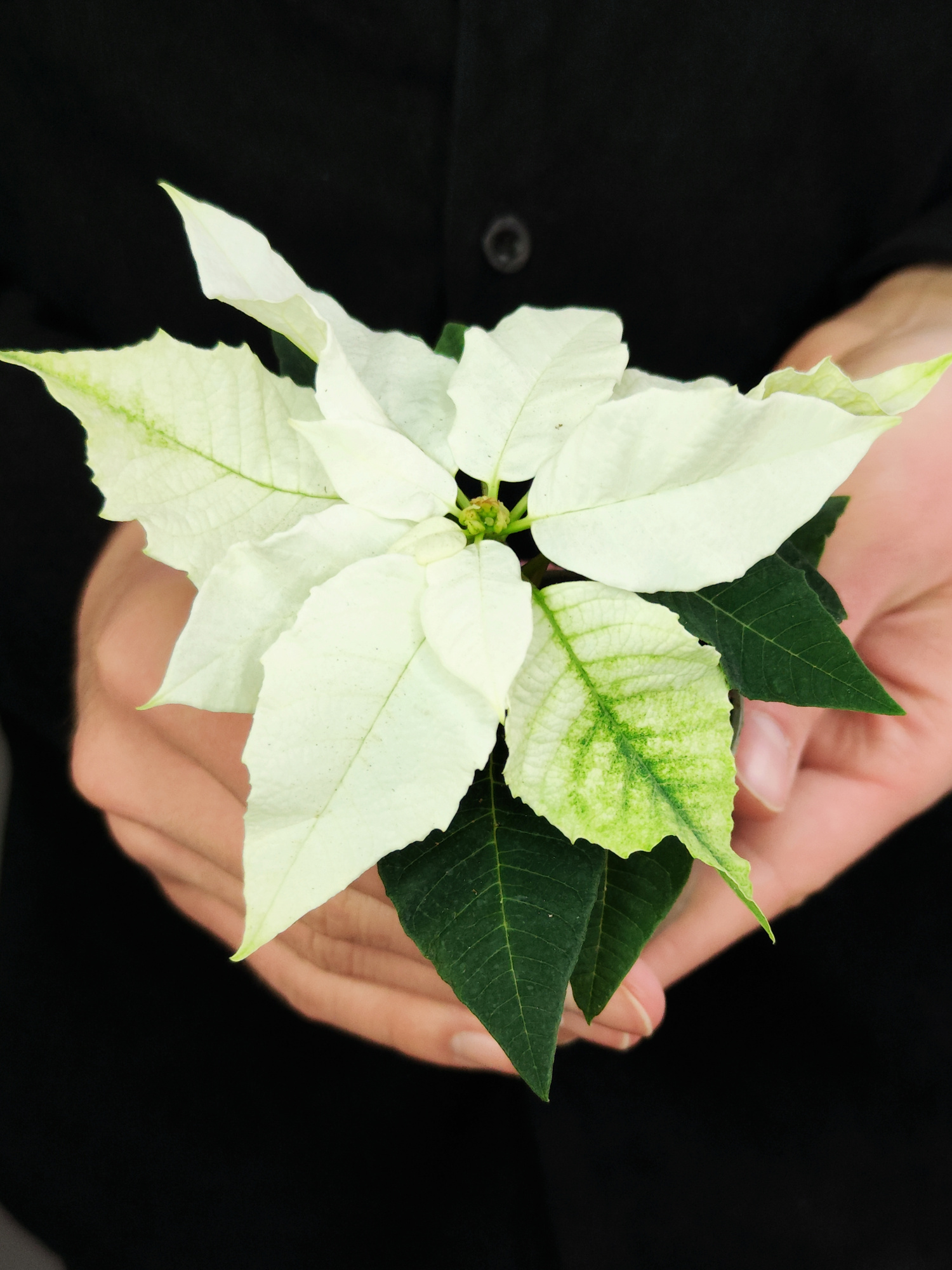 Пуансеттия Белая (Poinsettia White) D6см