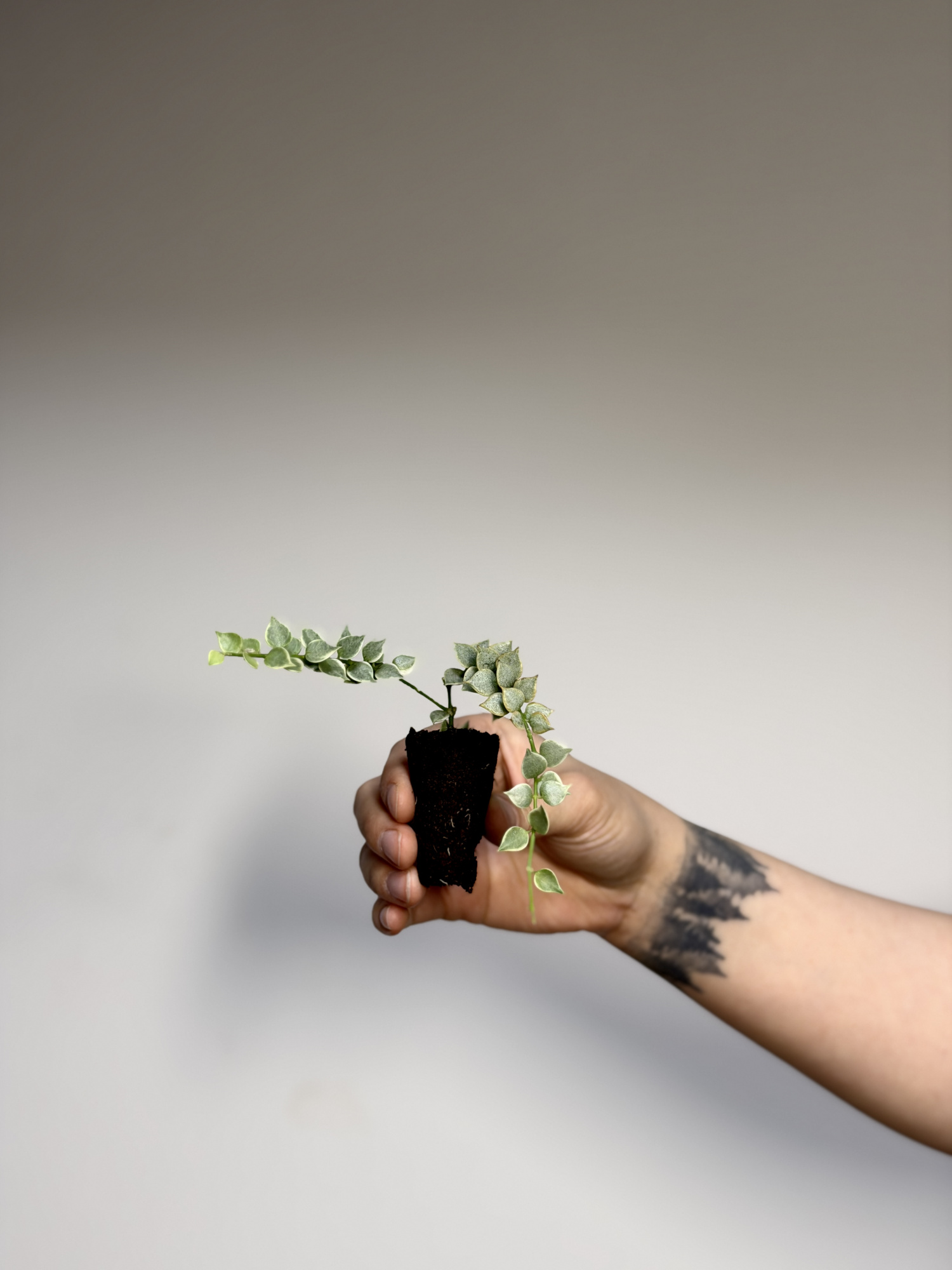 Дисхидия Русифолия Вариегатная (Dischidia Ruscifolia Variegata) D5см