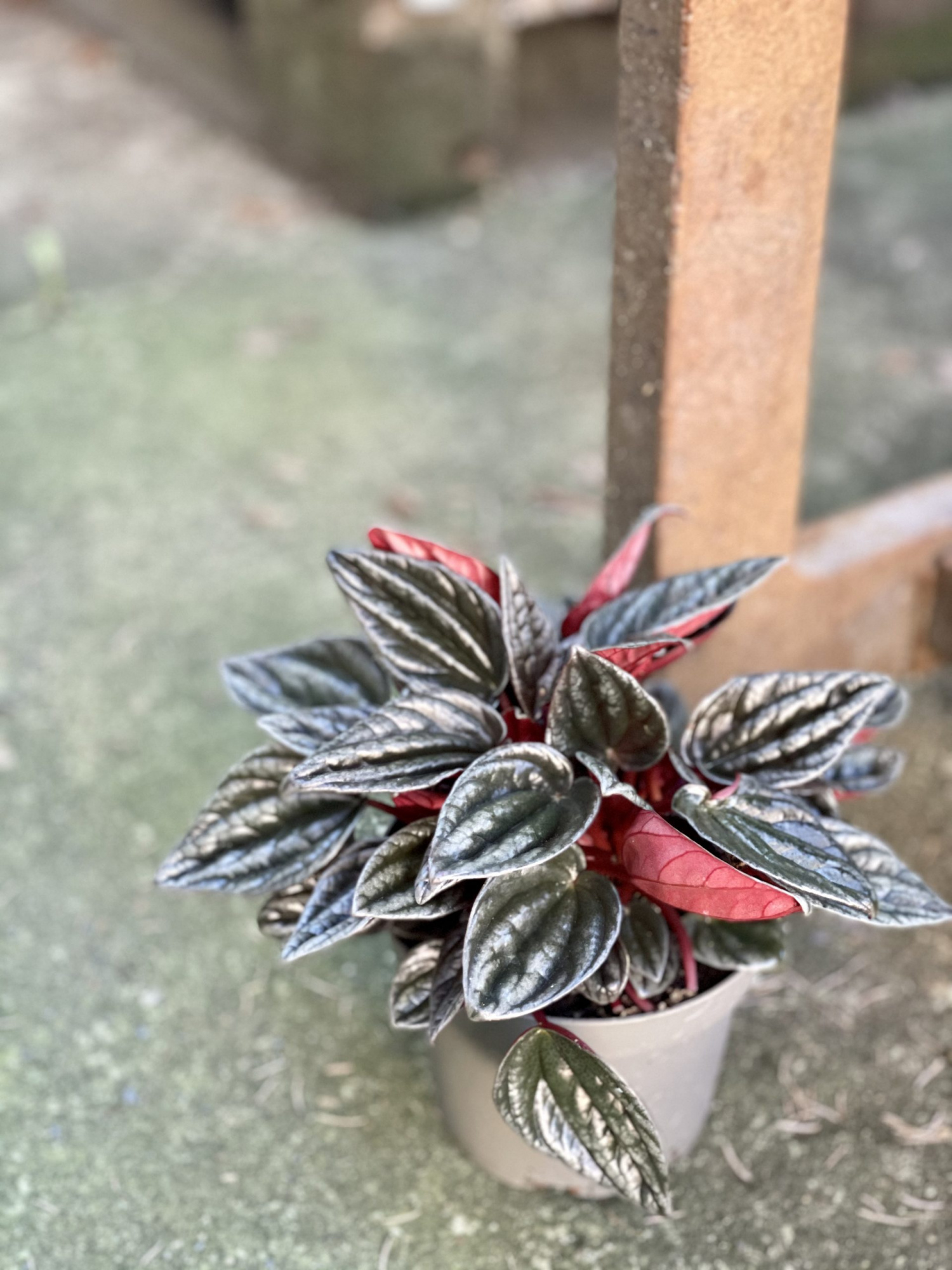 Пеперомия Каперата Мендоза (Peperomia Caperata Mendoza) D9см