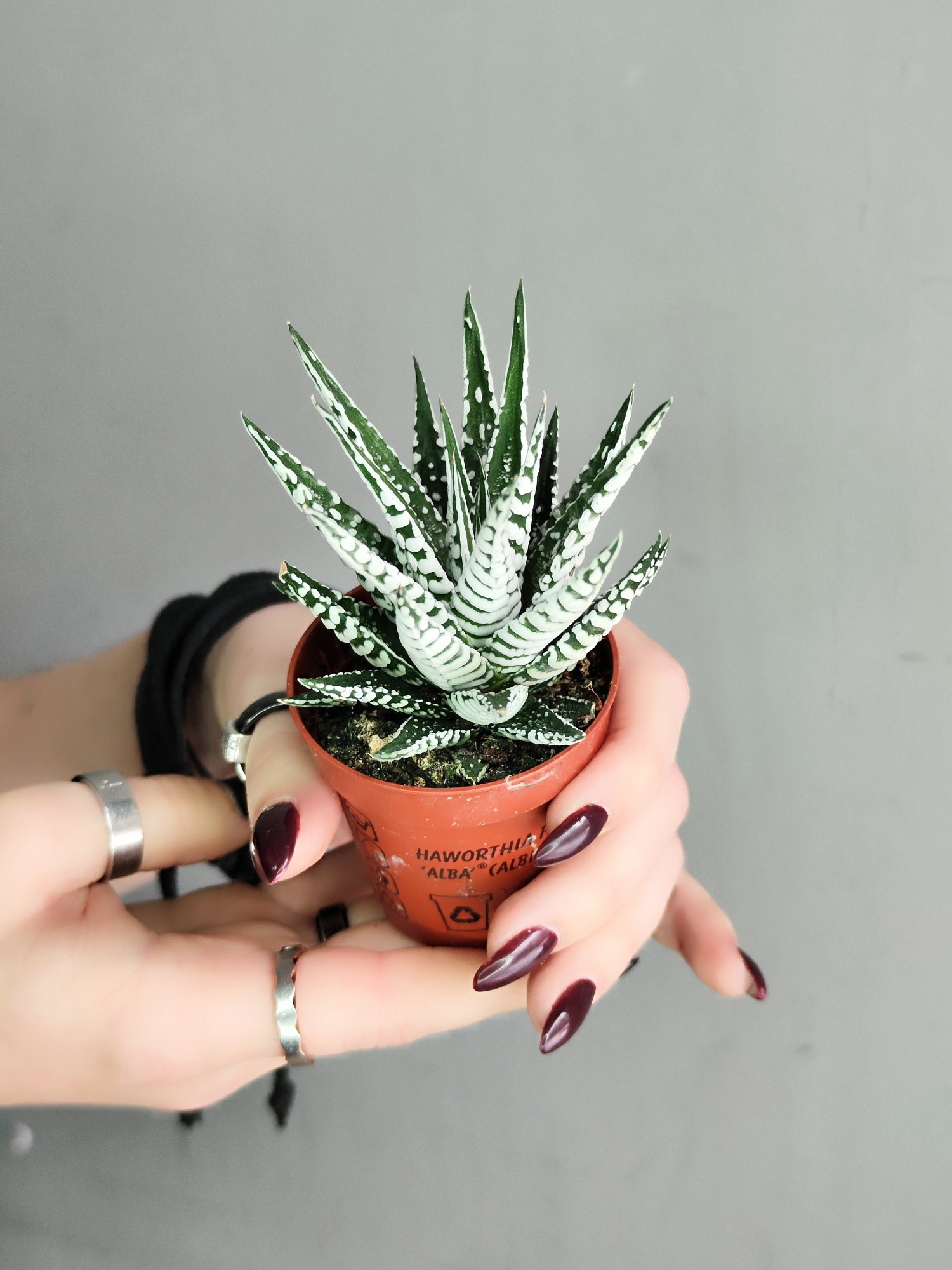 Хавортия Полосатая Альба (Haworthia Fasciata Alba) D5см