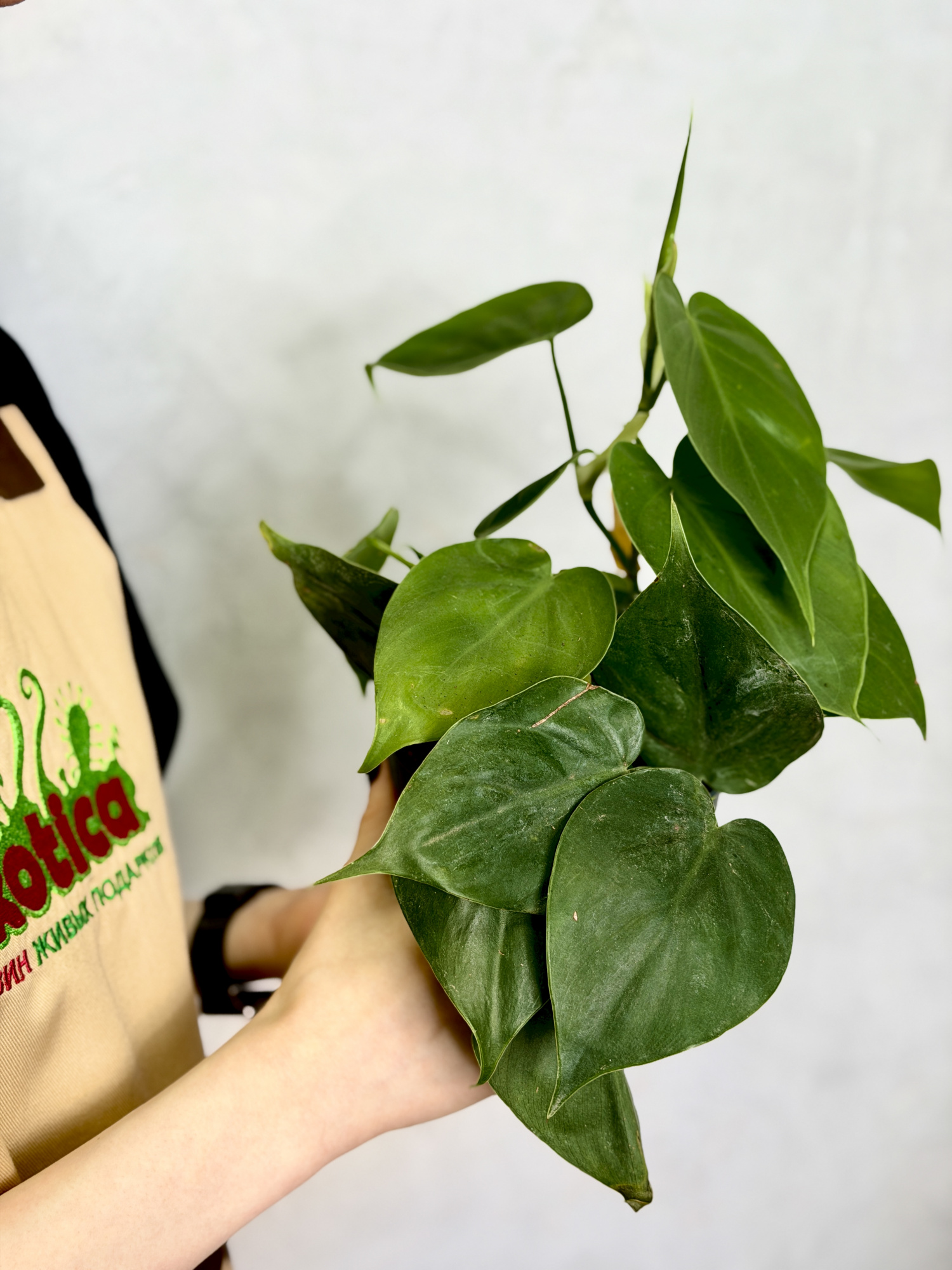 Филодендрон Сканденс Зелёный, или Сердцелистный Зеленый (Philodendron Scandens Green) D12см