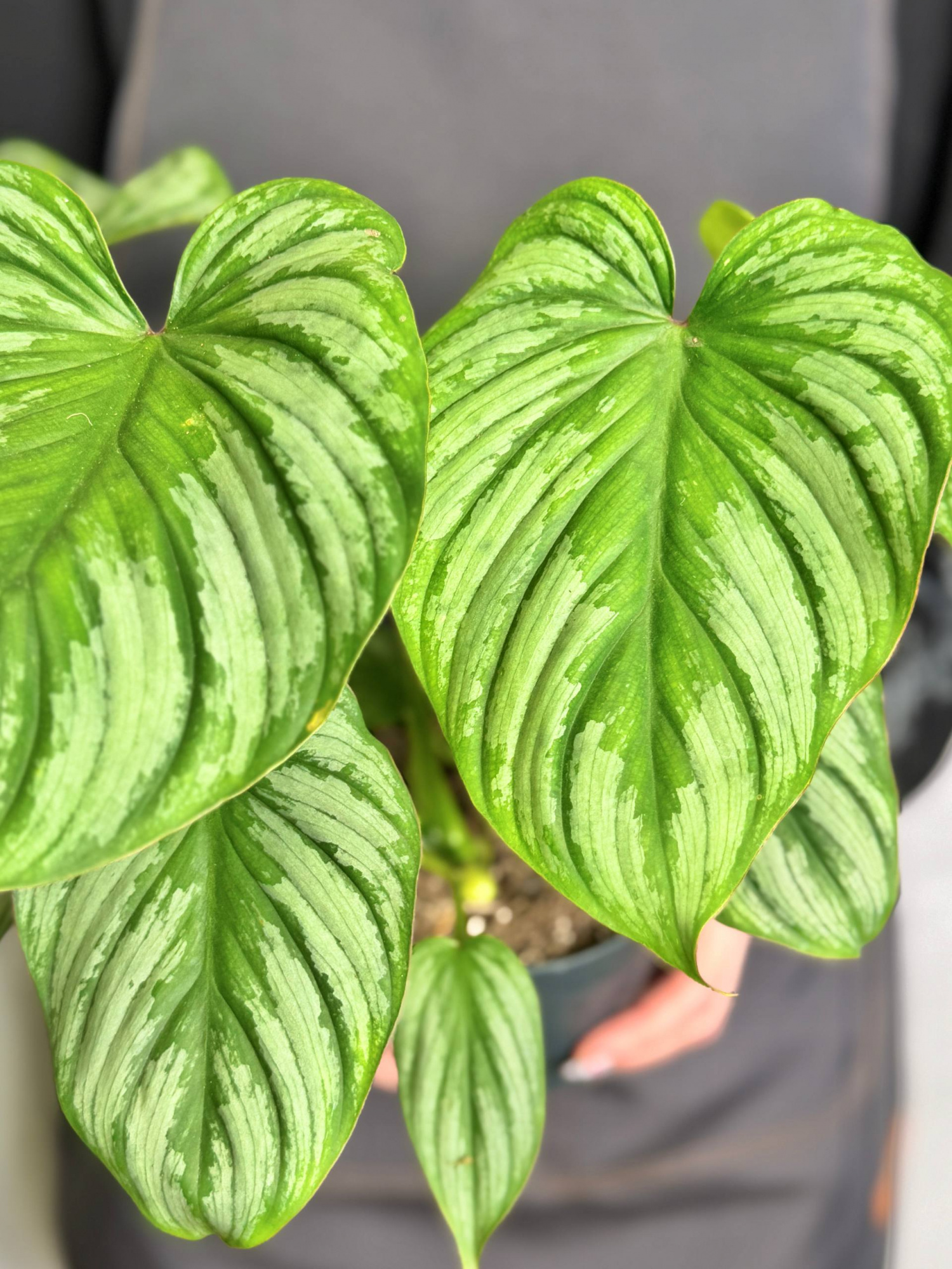 Филодендрон Мамей (Philodendron Mamei) D12см
