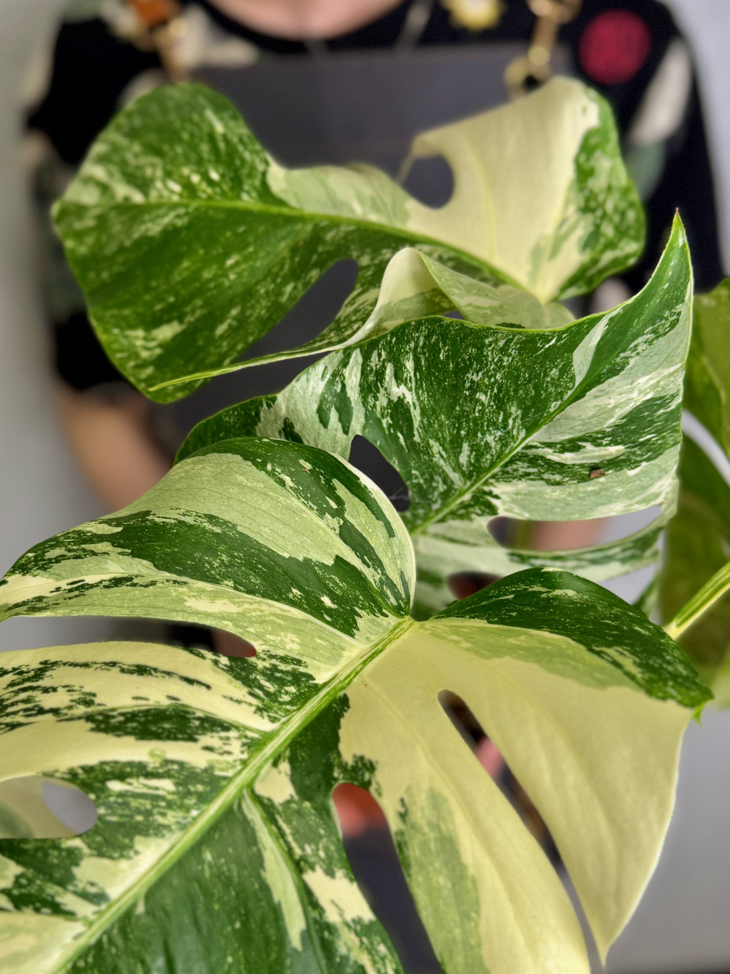 Монстера Деликатесная Супер Альба Вариегатная (Monstera Deliciosa Variegata Super White) D15см