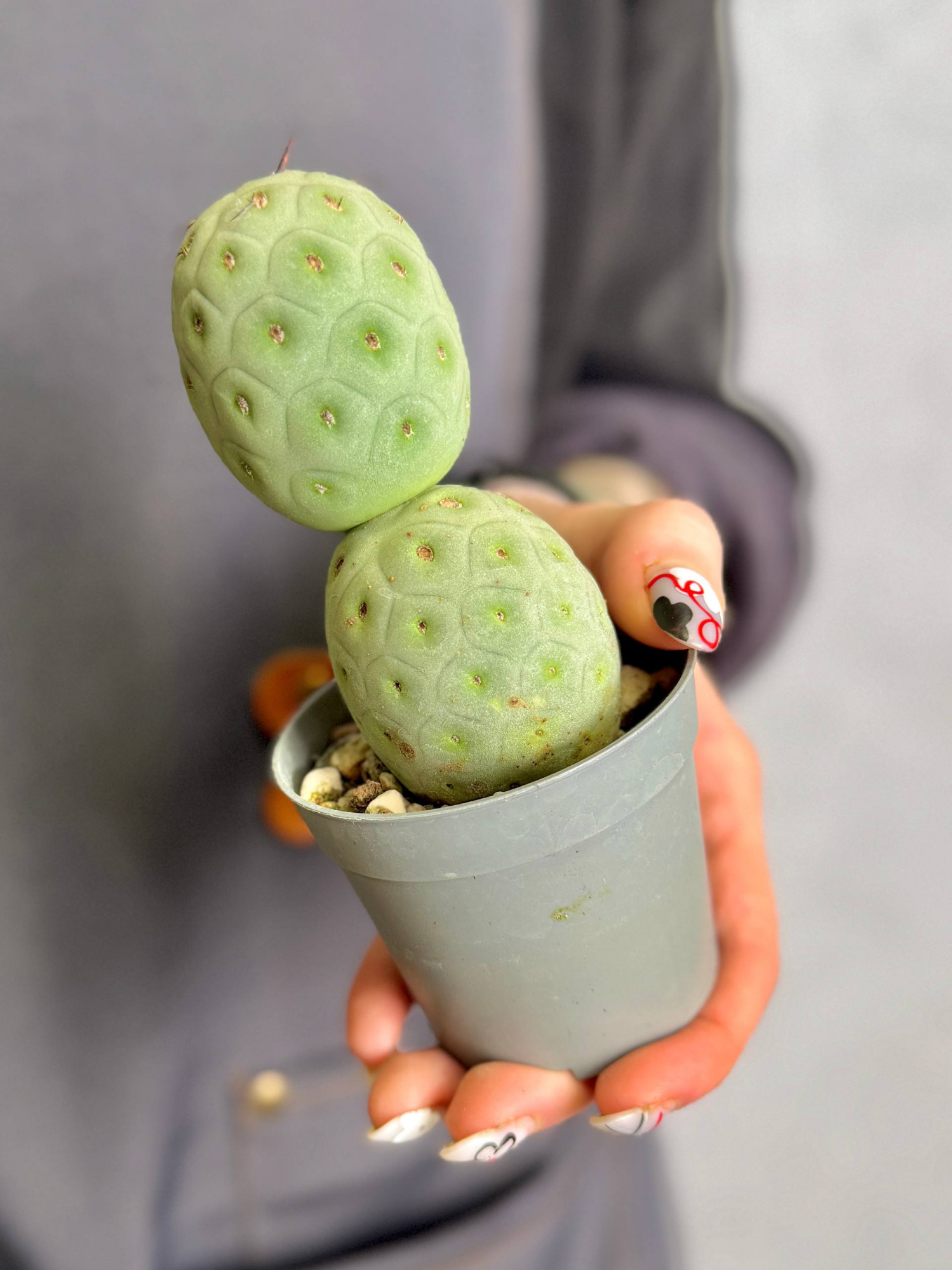 Тефрокактус Геометрический (Tephrocactus Geometricus) D6,5см
