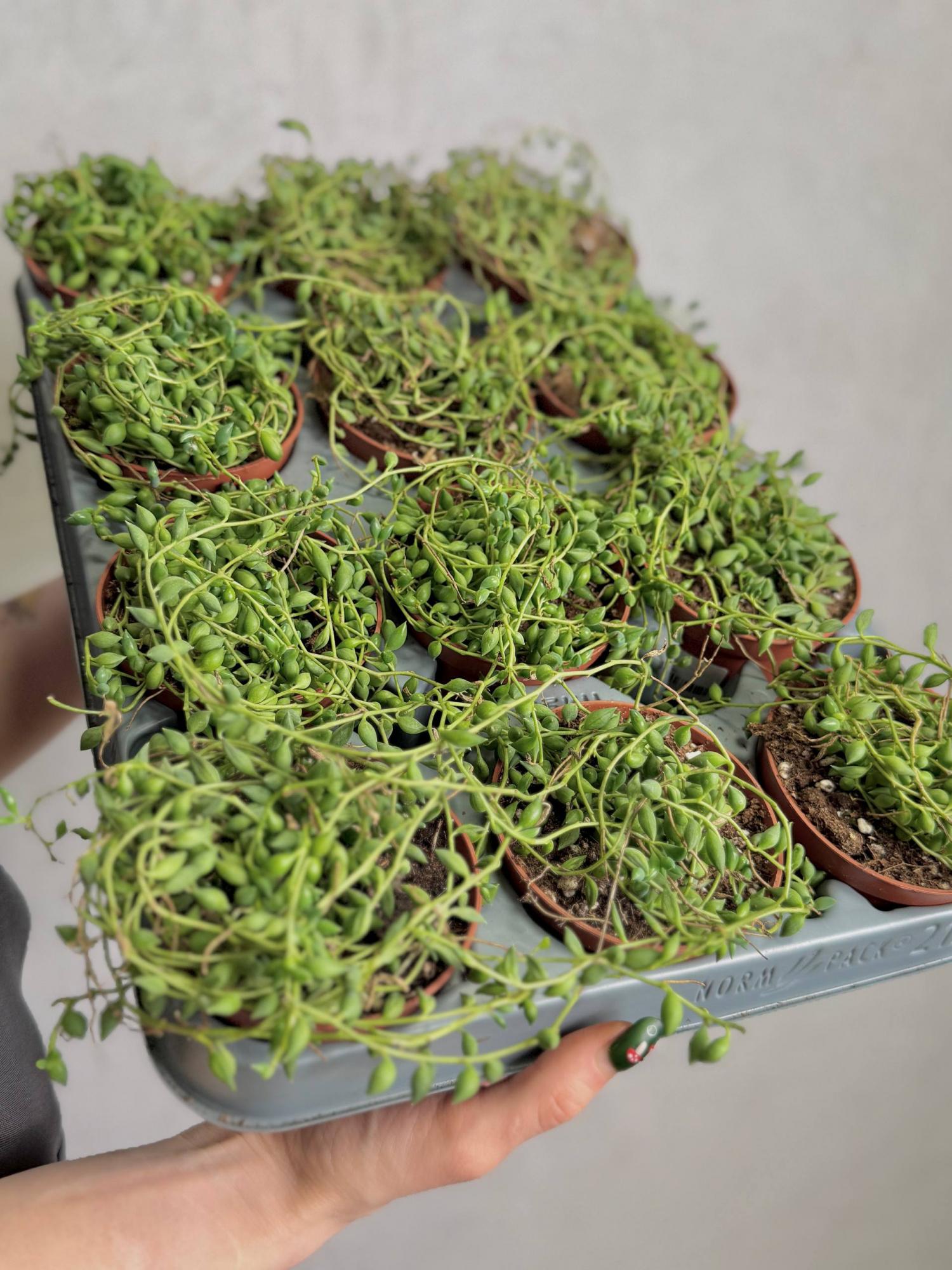 Крестовник Геррейна (Senecio Herreianus) D8,5см