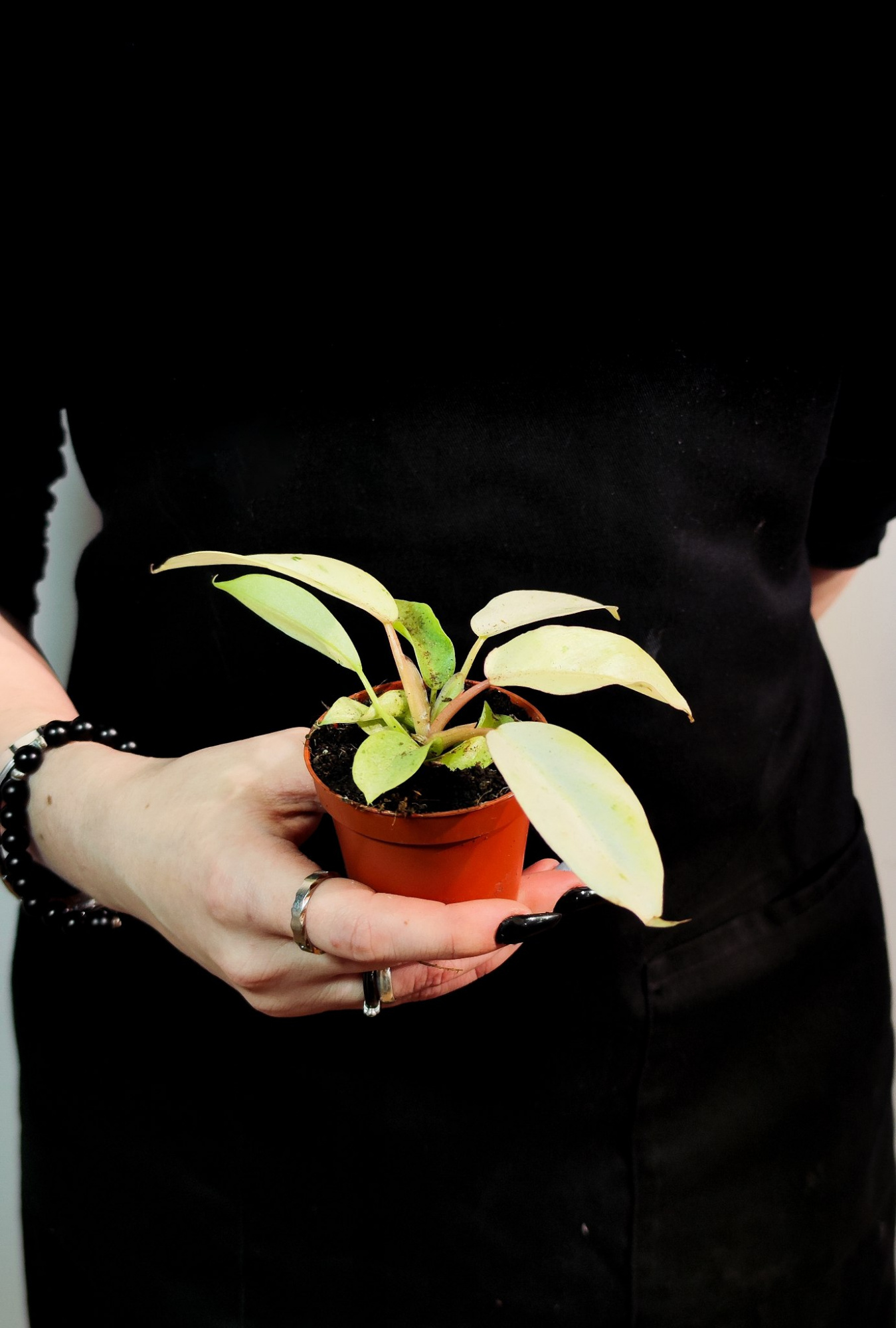 Филодендрон Сноудрифт (Philodendron Snowdrift) D6см