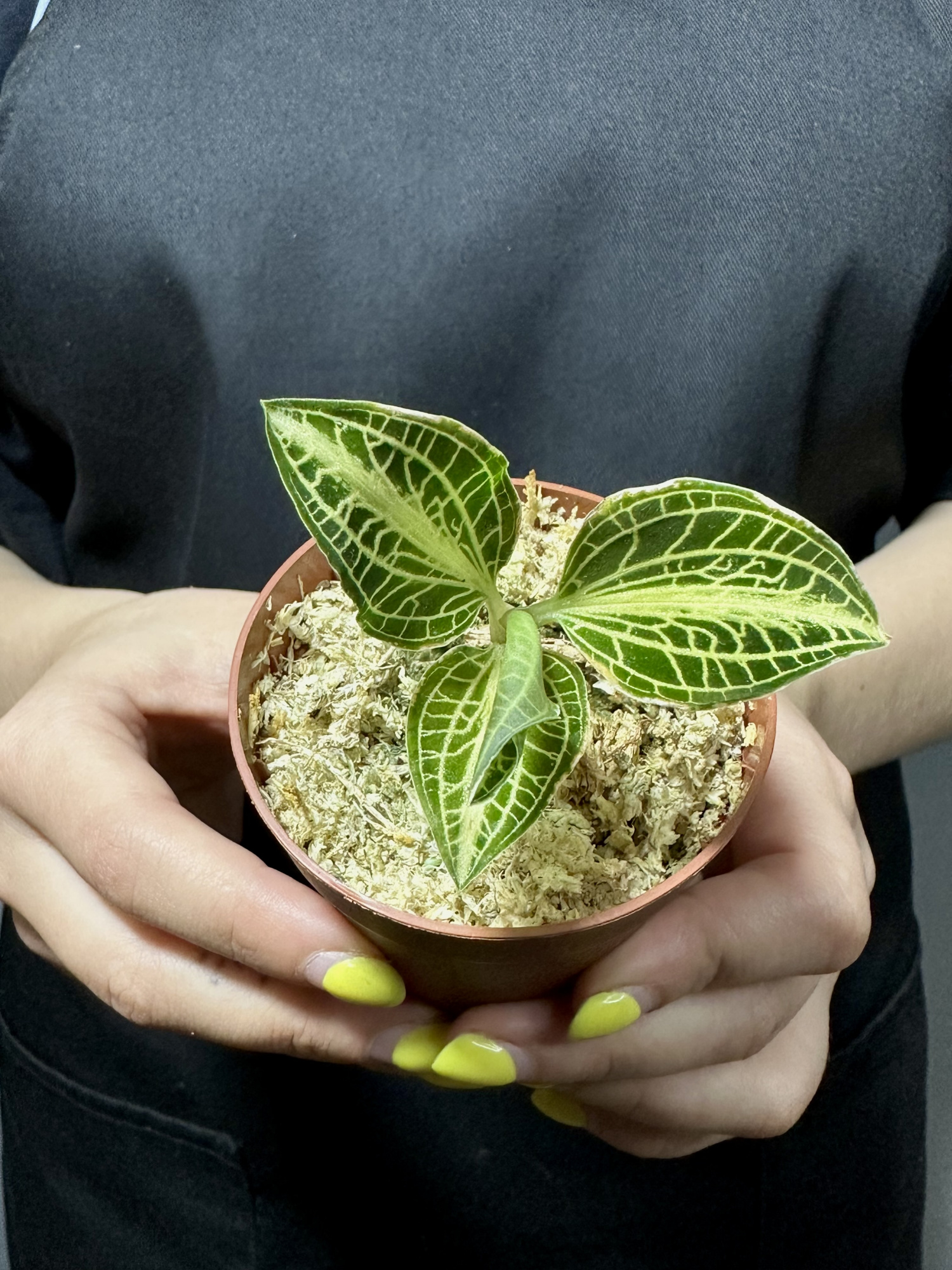 Драгоценная Орхидея Анектохилус Вайт Центр (Anoectochilus Siamensis White Center)