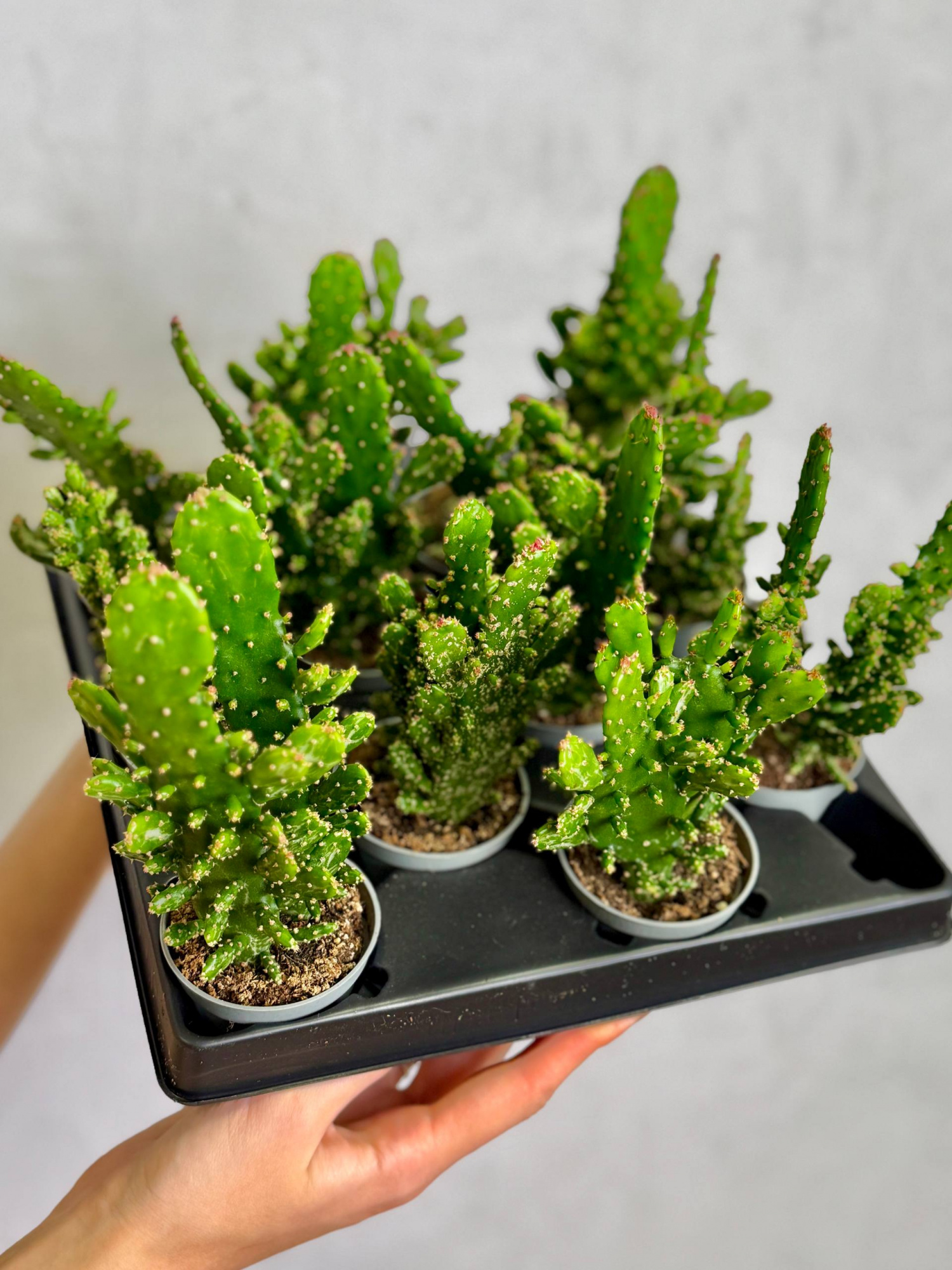 Опунция Монаканта (Opuntia Monacantha) D6см
