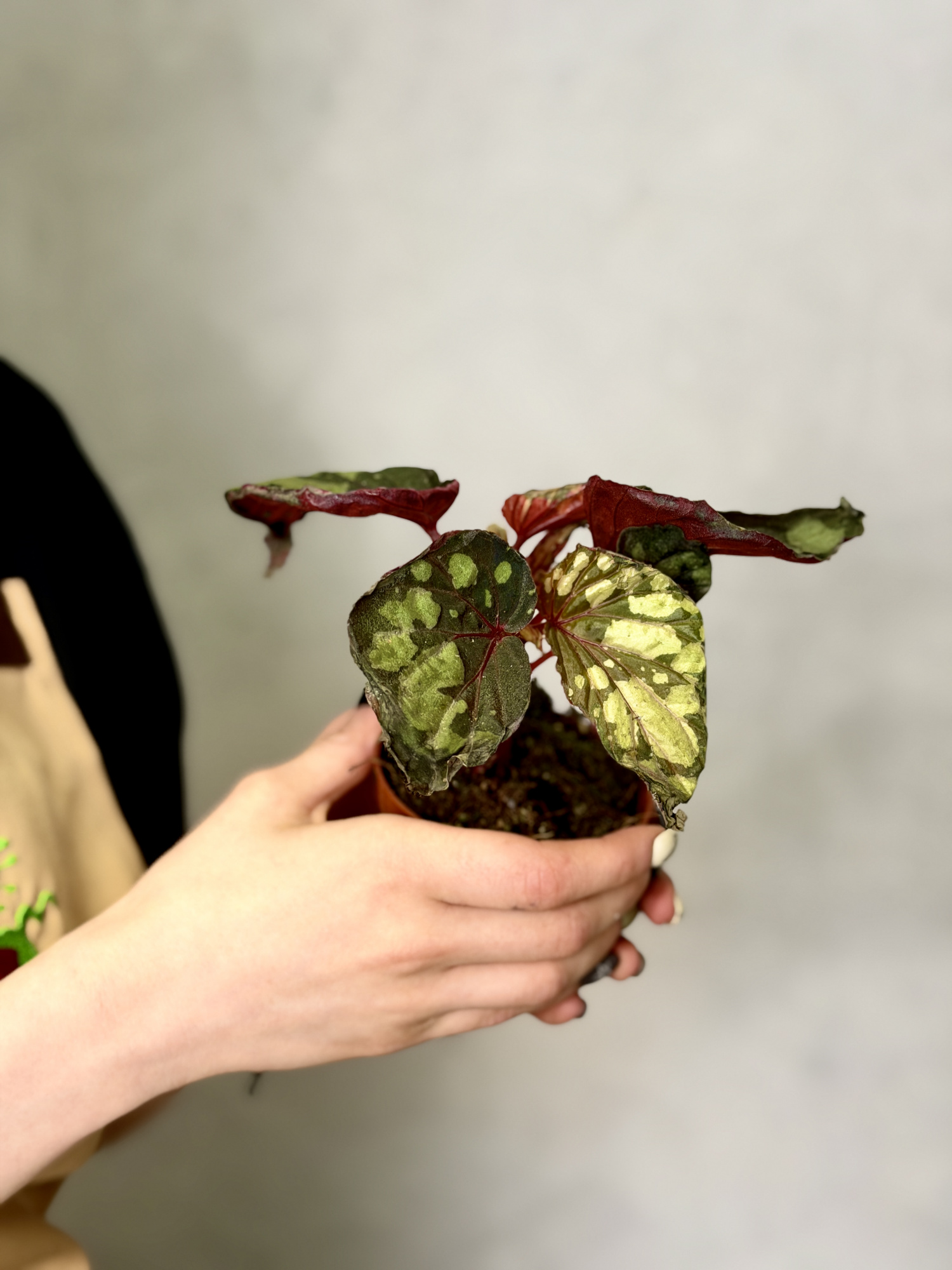 Бегония Люцифер (Begonia Lucifer) D8см