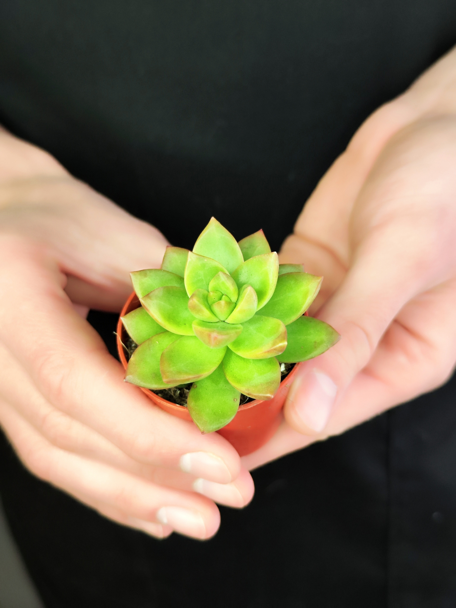 Седум Нуссбаумера Мини (Sedum Nussbaumeriana) D5см