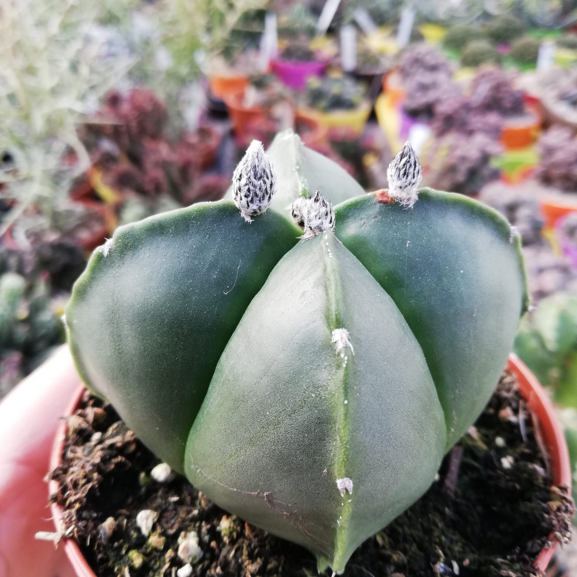 Астрофитум Мириостигма Нудум Квадрикостатум (Astrophytum Myriostigma Nudum Quadricostatum) D5см