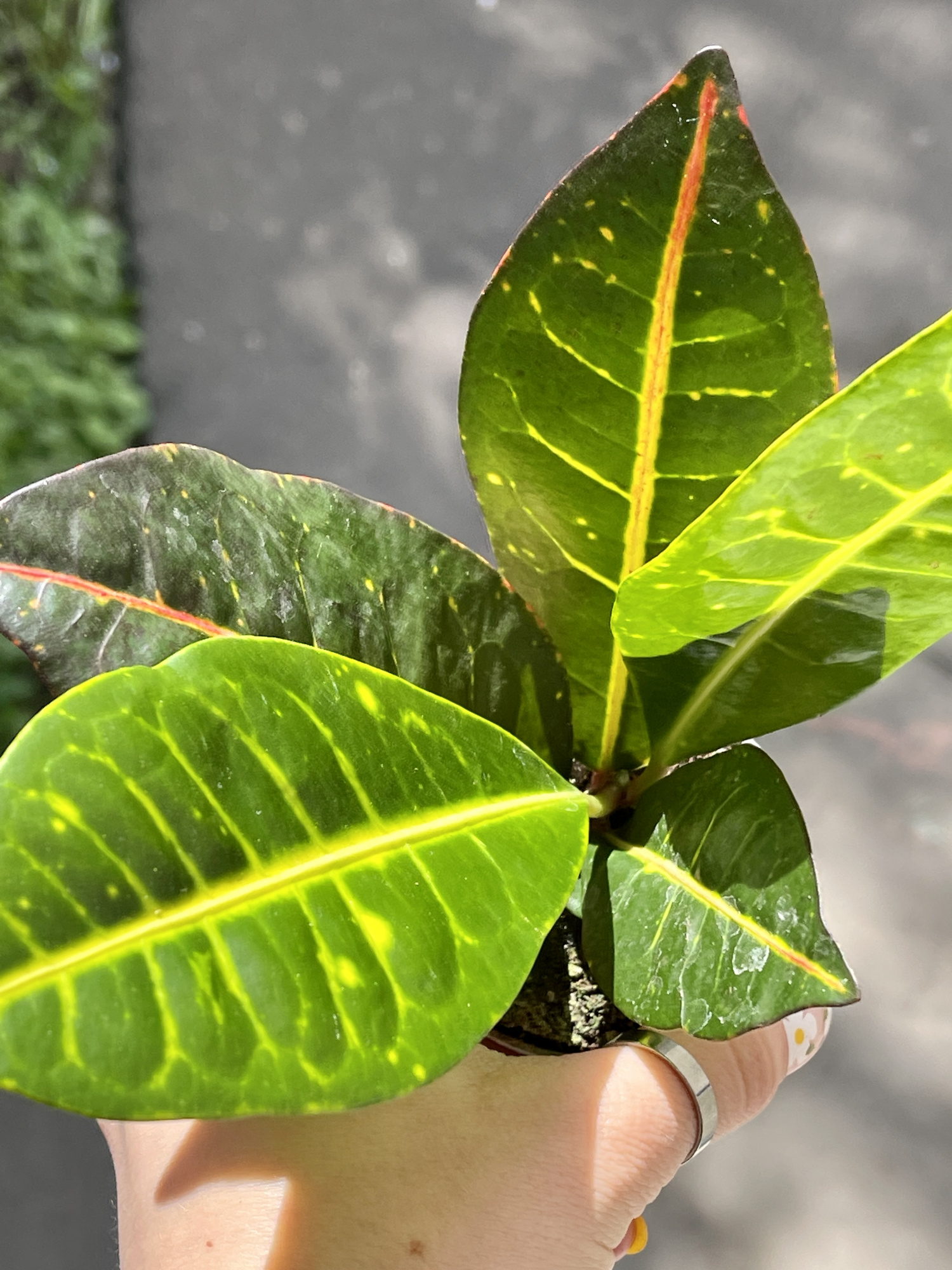 Кодиеум Петра (Codiaeum Petra) D6см