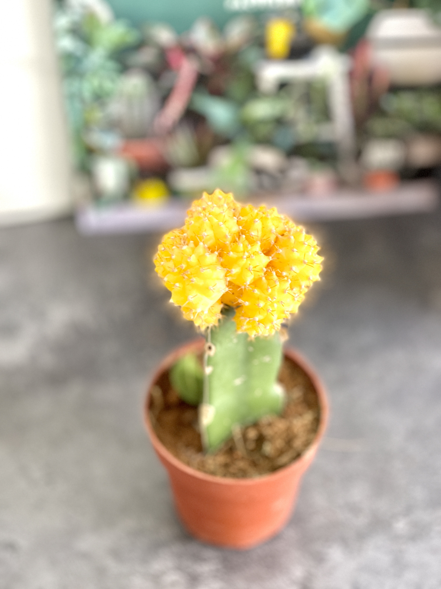 Гимнокалициум Михановича Микс (Gymnocalycium Mihanovichii Mix) D9см