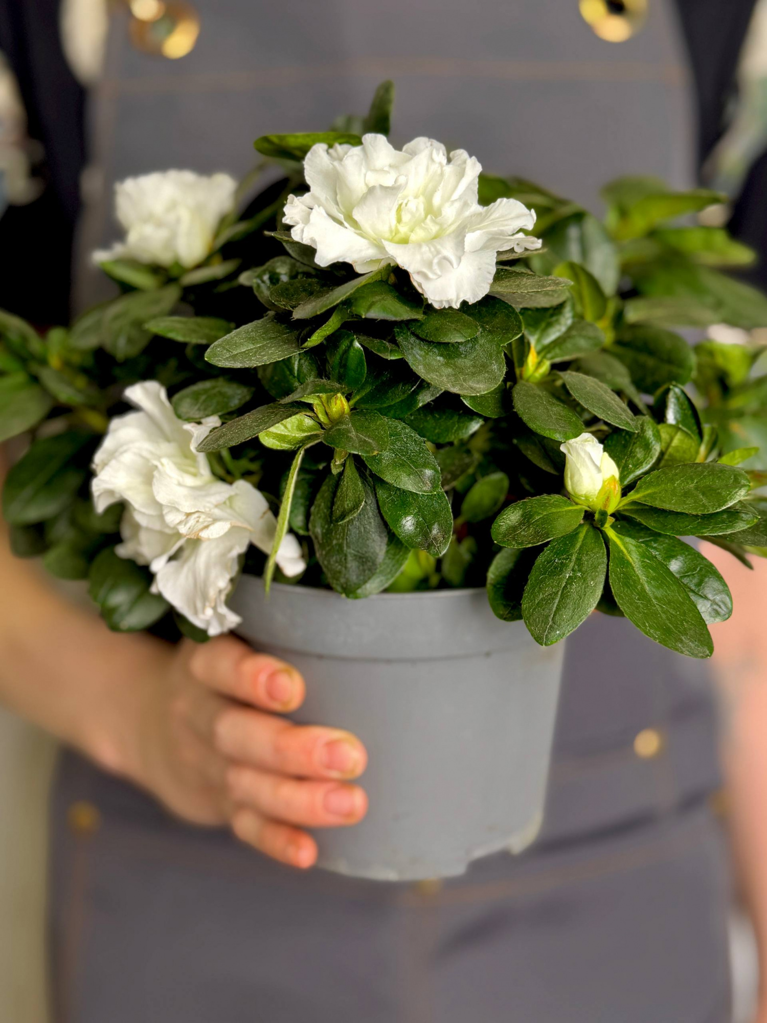Азалия (Рододендрон) Индийская Белая (Azalea Indica White) D13см