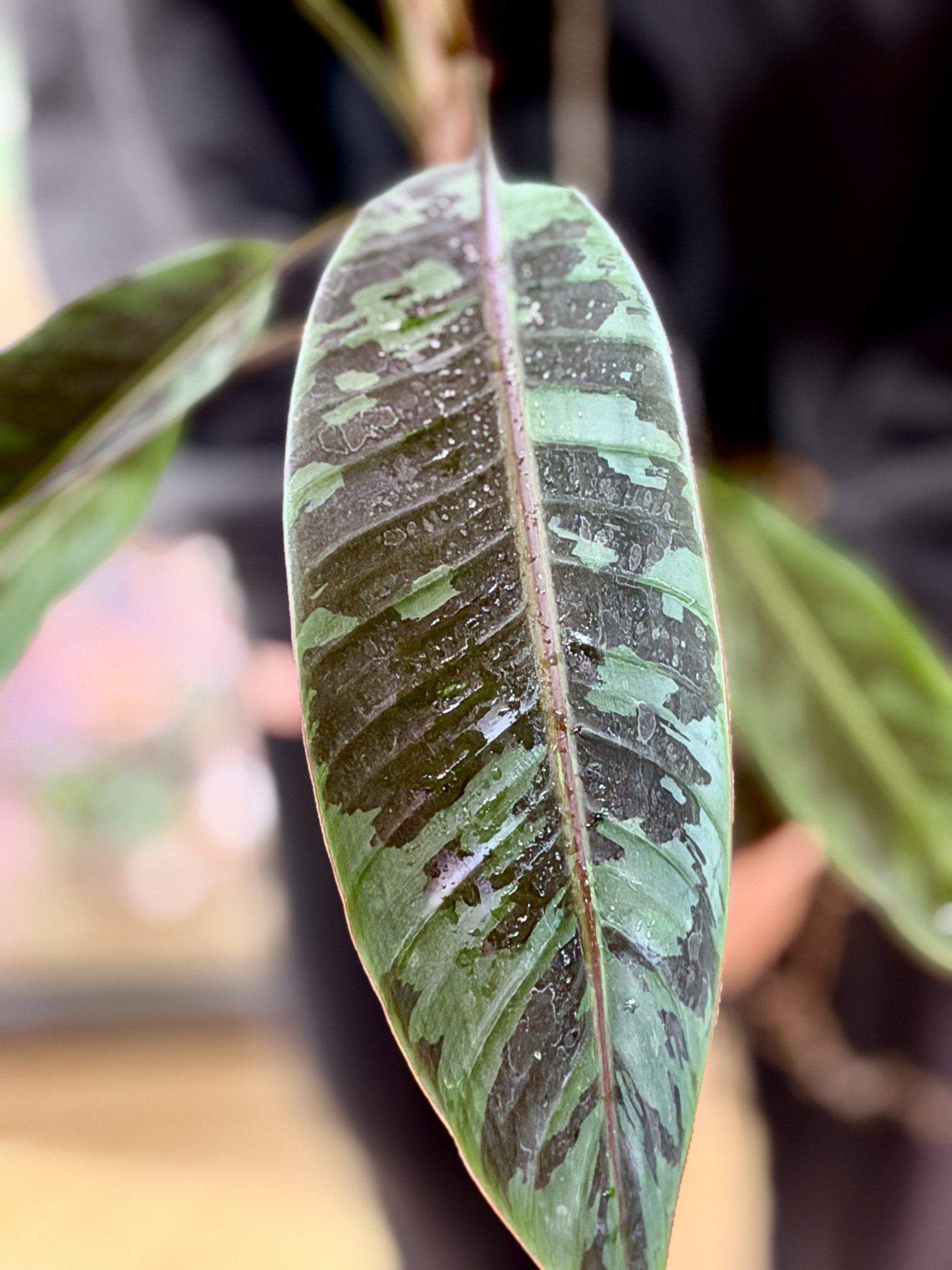 Банан (Муса) Акумината Зебрина (Musa Acuminata Zebrina) D17см