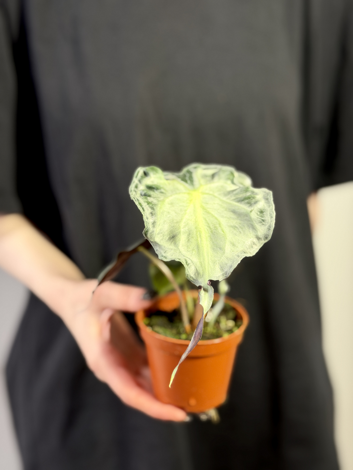 Алоказия Веном (Alocasia Venom) D8см