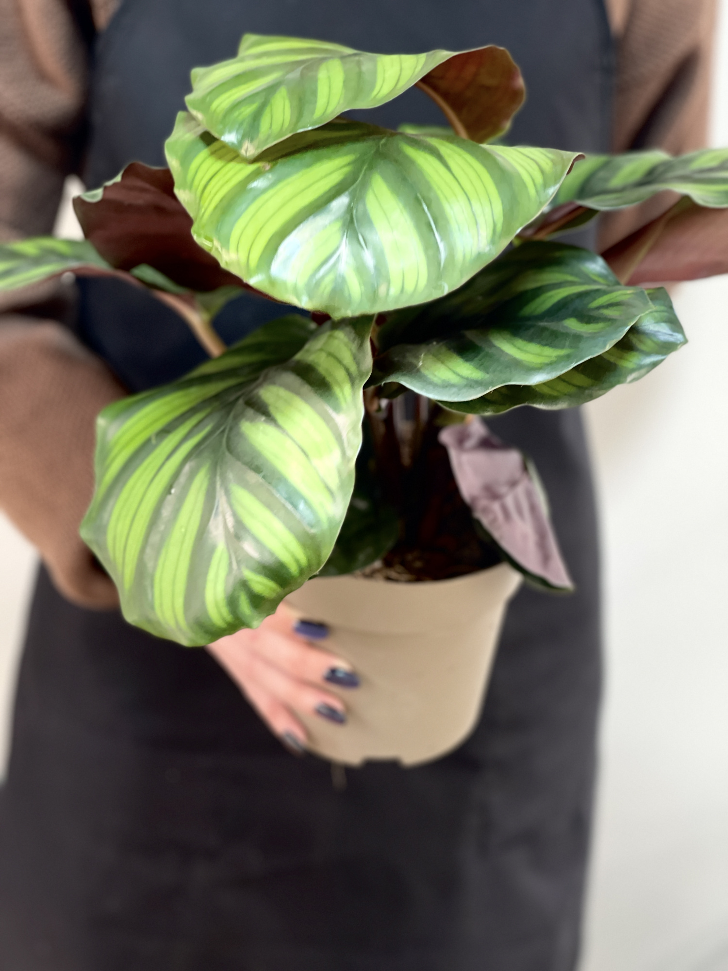 Калатея Фасциата (Calathea Fasciata) D14см