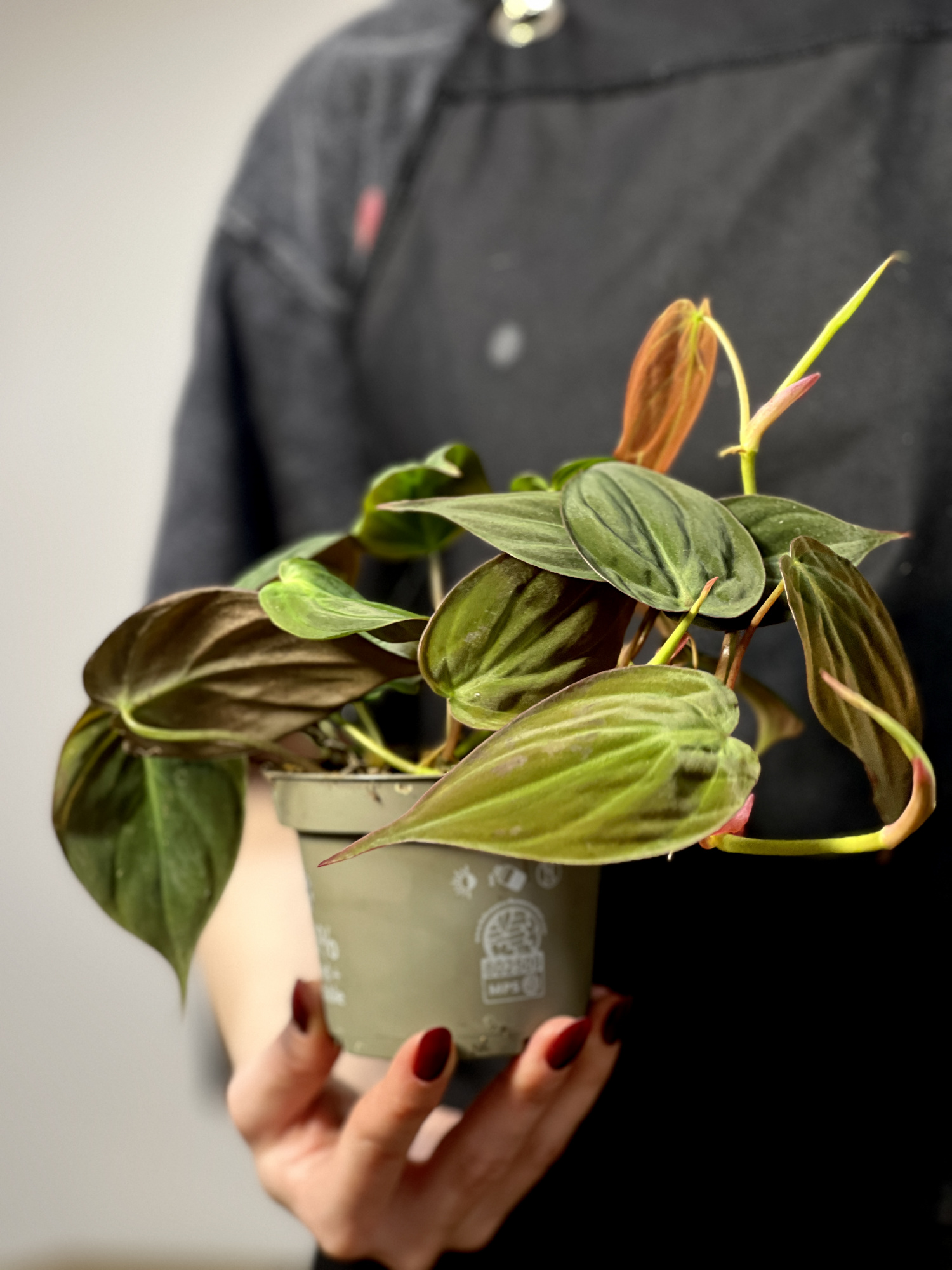 Филодендрон Сканденс Миканс (Philodendron Scandens Micans) D10см