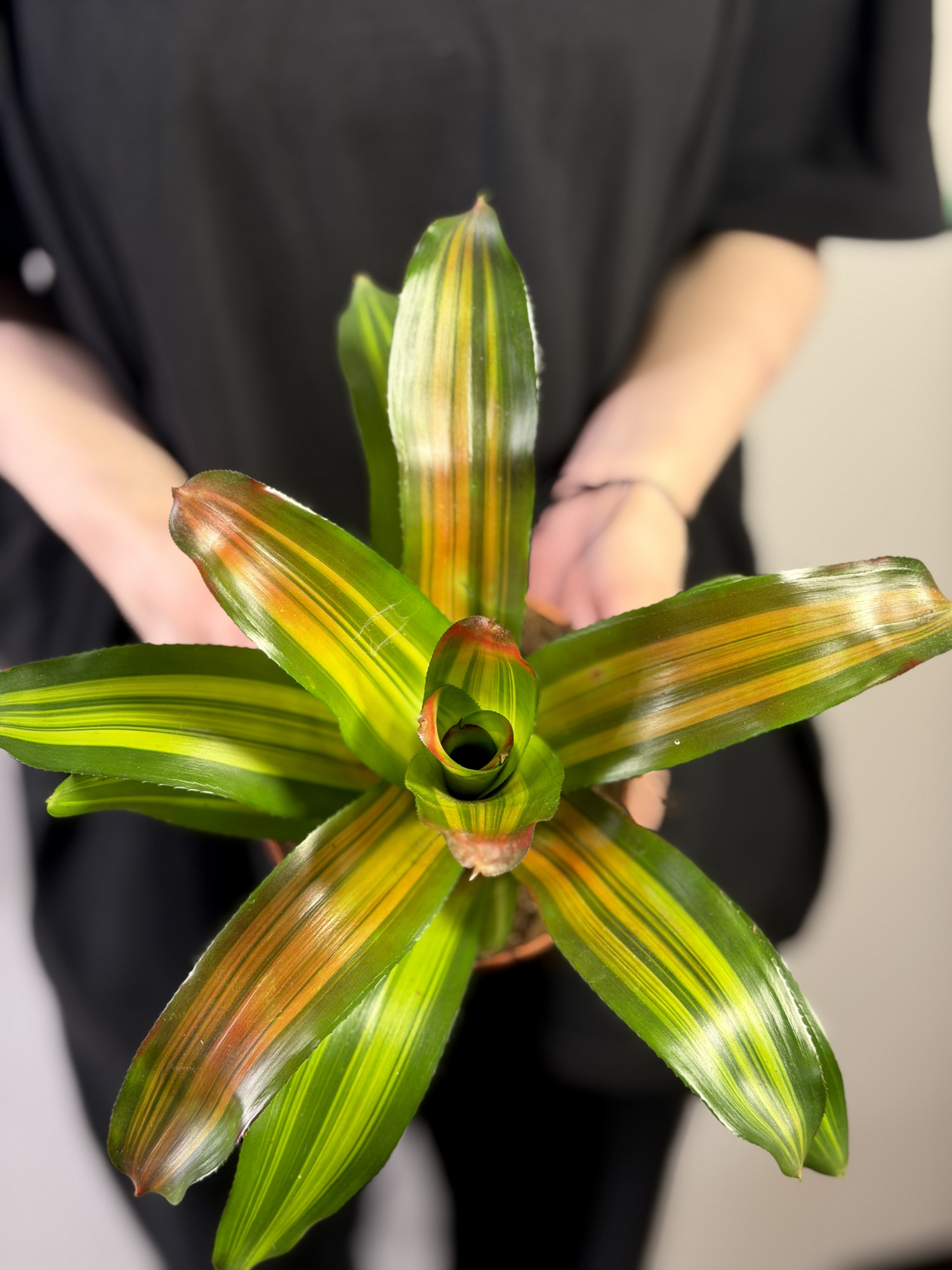 Неорегелия Фредди (Neoregelia Freddie) D12см