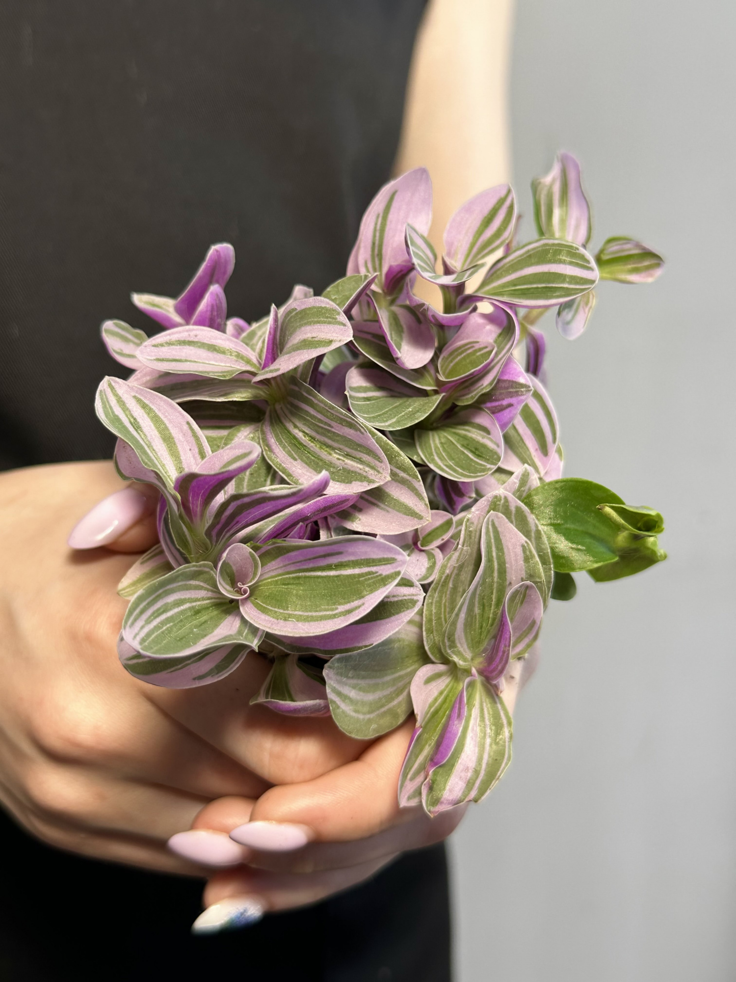 Традесканция Свитнесс (Tradescantia Sweetness) D6см