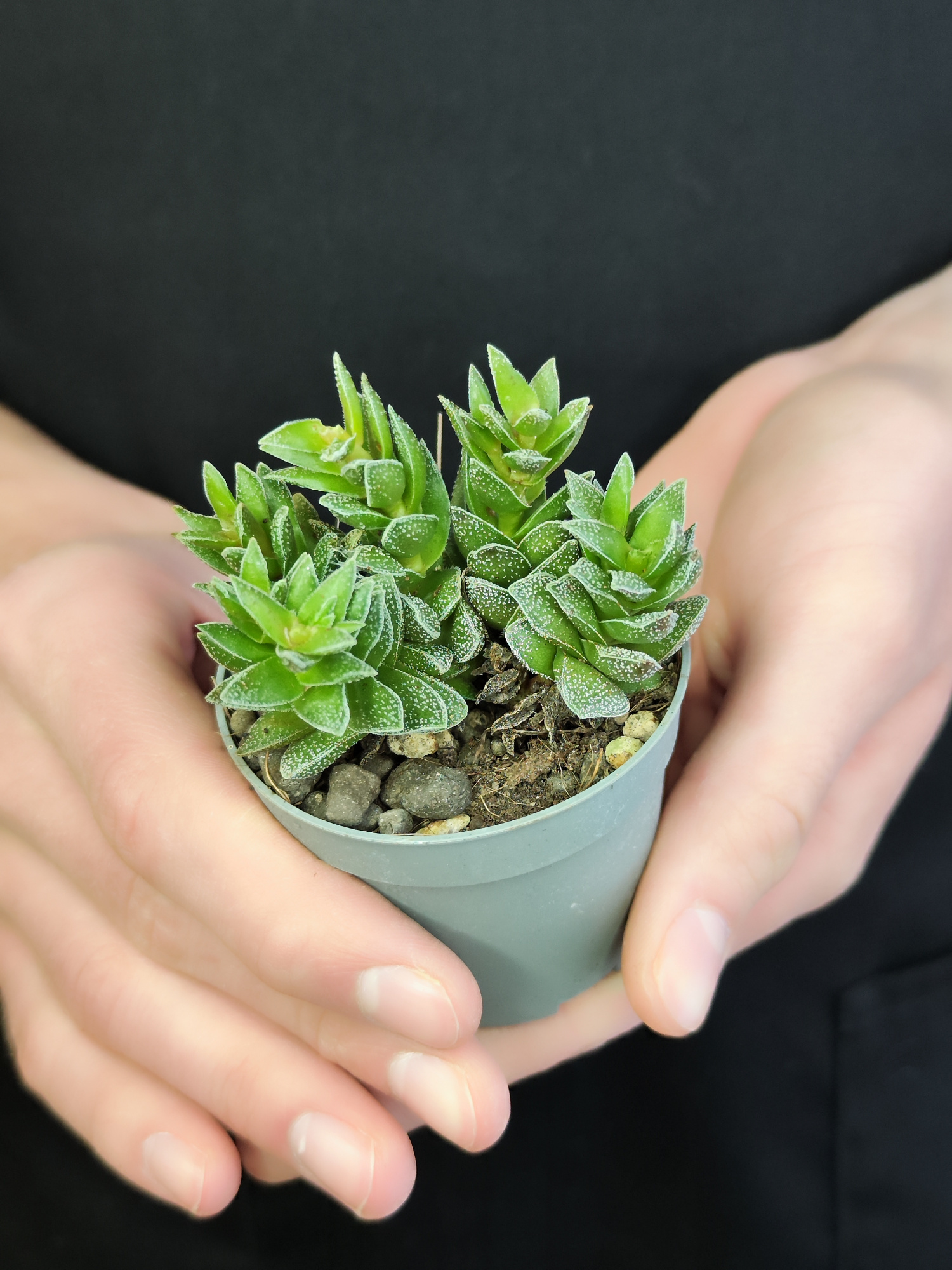 Крассула Фрости (Crassula Frosty) D6см