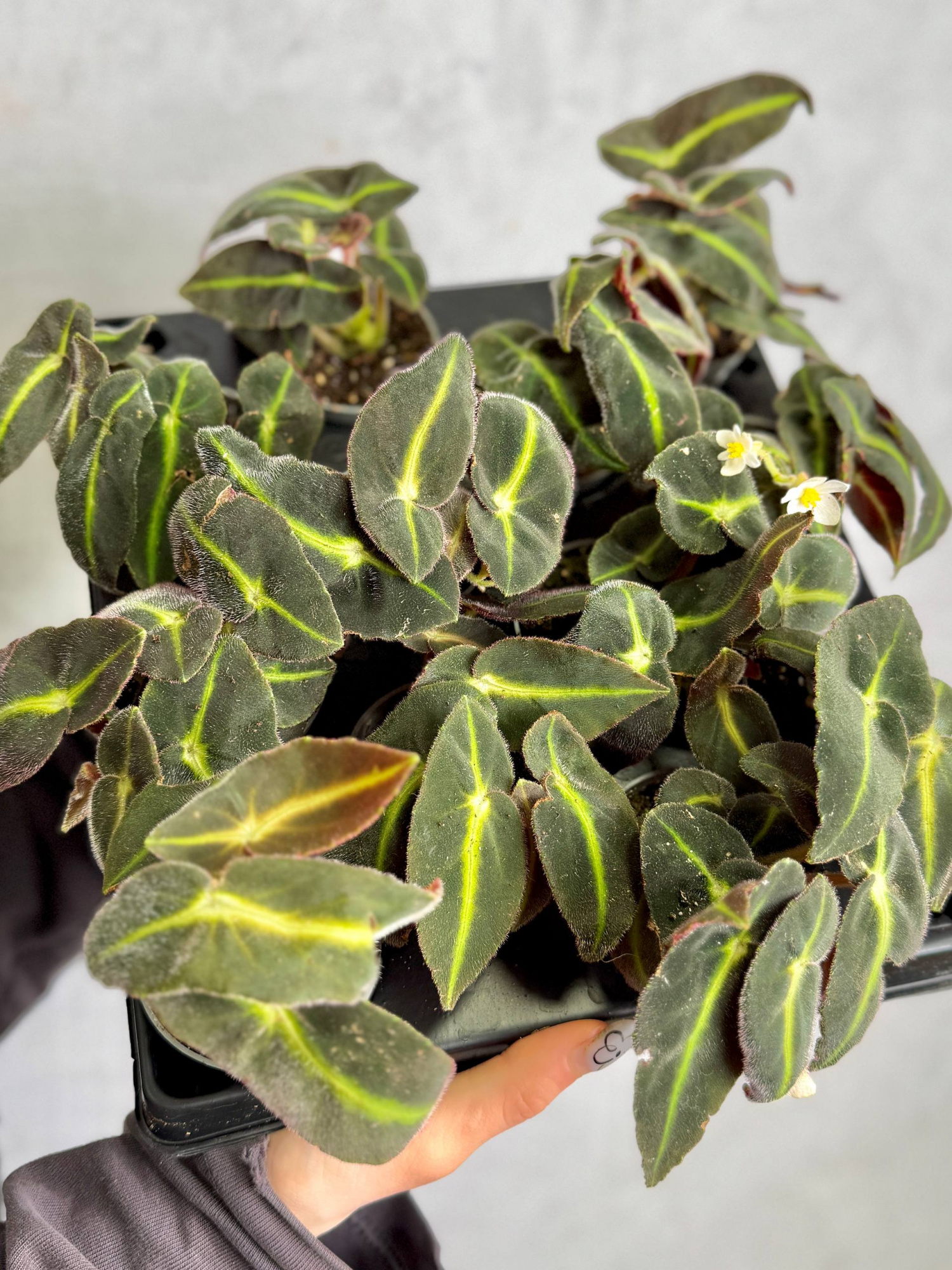 Бегония Рекс Листада (Begonia Listada Rex) D6см